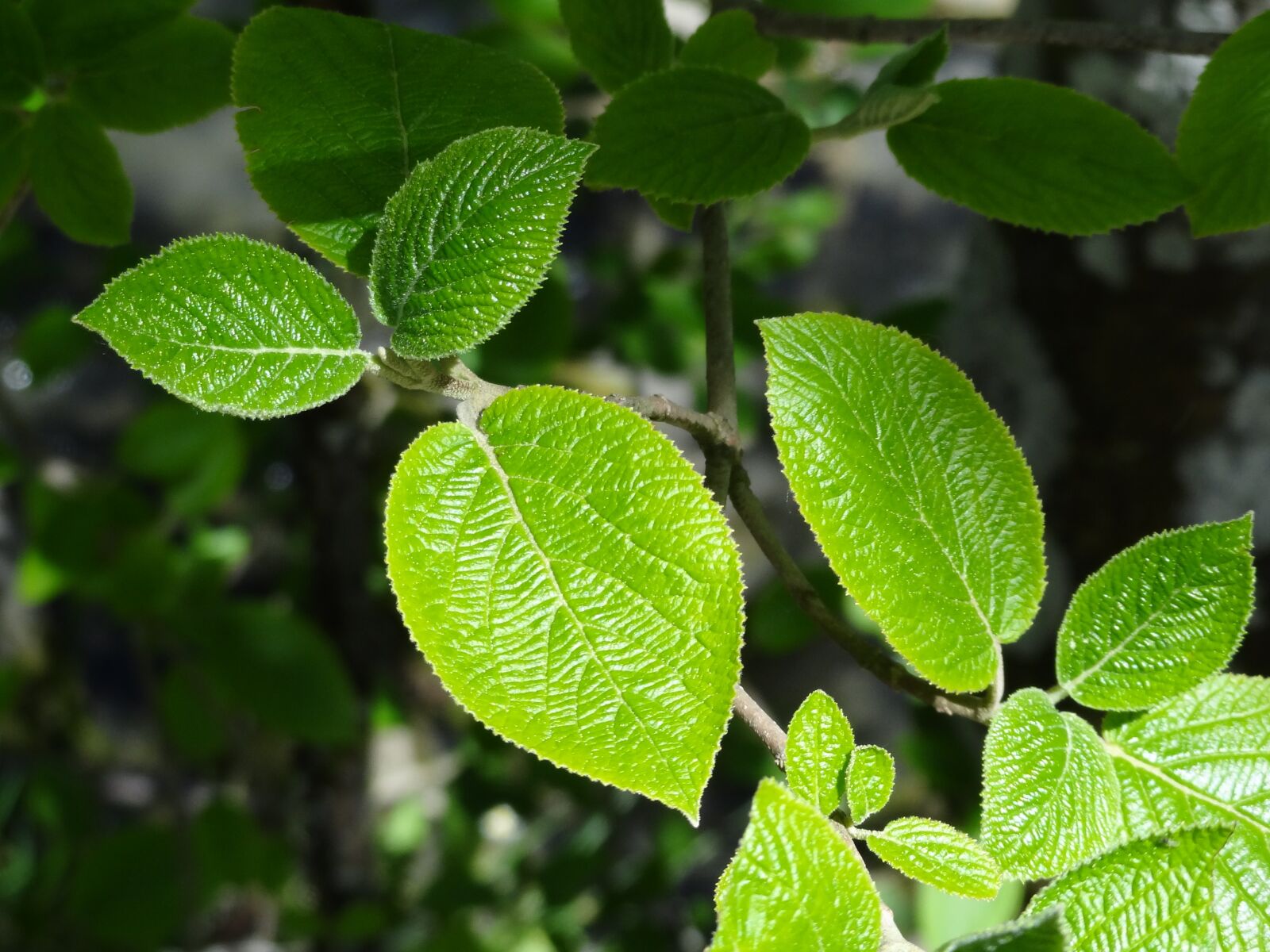 Sony Cyber-shot DSC-HX7V sample photo. Leaves, leaf, tree photography