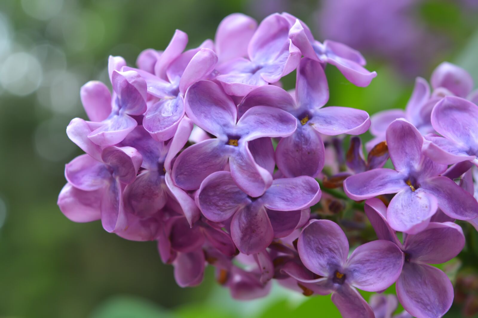 Nikon D5200 sample photo. Lilac, spring, flowers photography