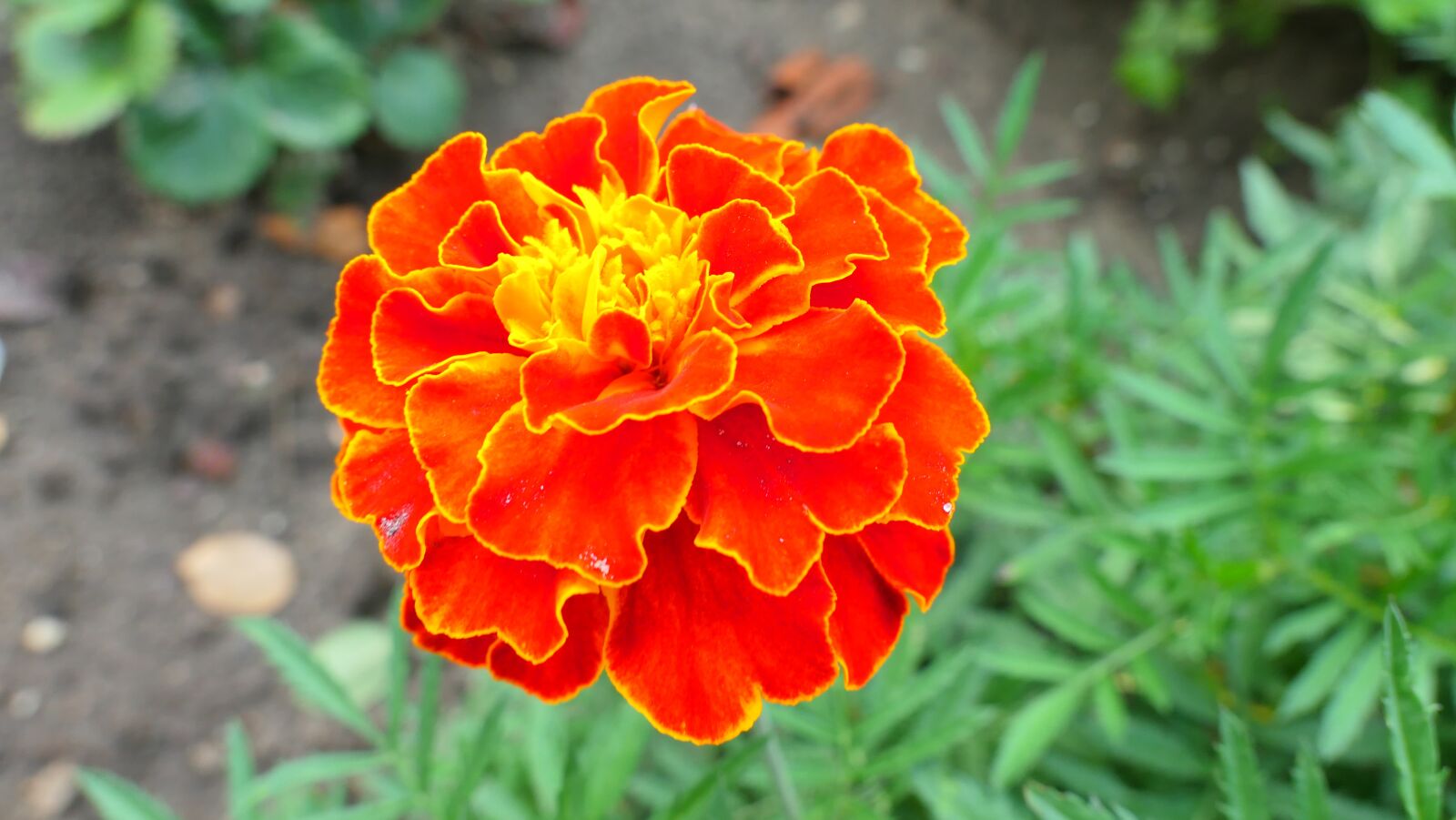 Panasonic Lumix DMC-LX10 (Lumix DMC-LX15) sample photo. Marigold, flower, autumn photography