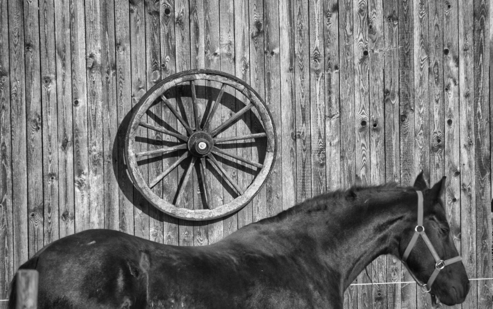 Canon PowerShot G3 X sample photo. Horse, horse's back, wooden photography