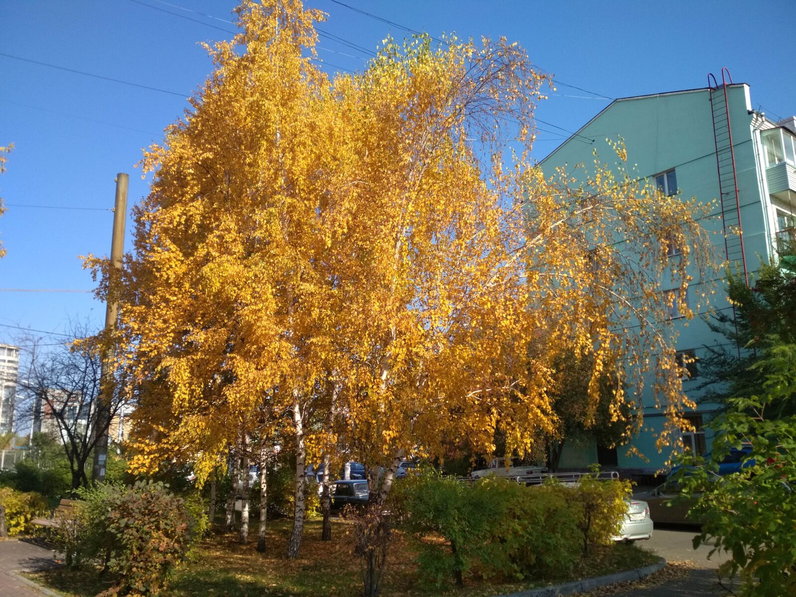 Xiaomi Redmi 4X sample photo. Autumn, square, trees photography