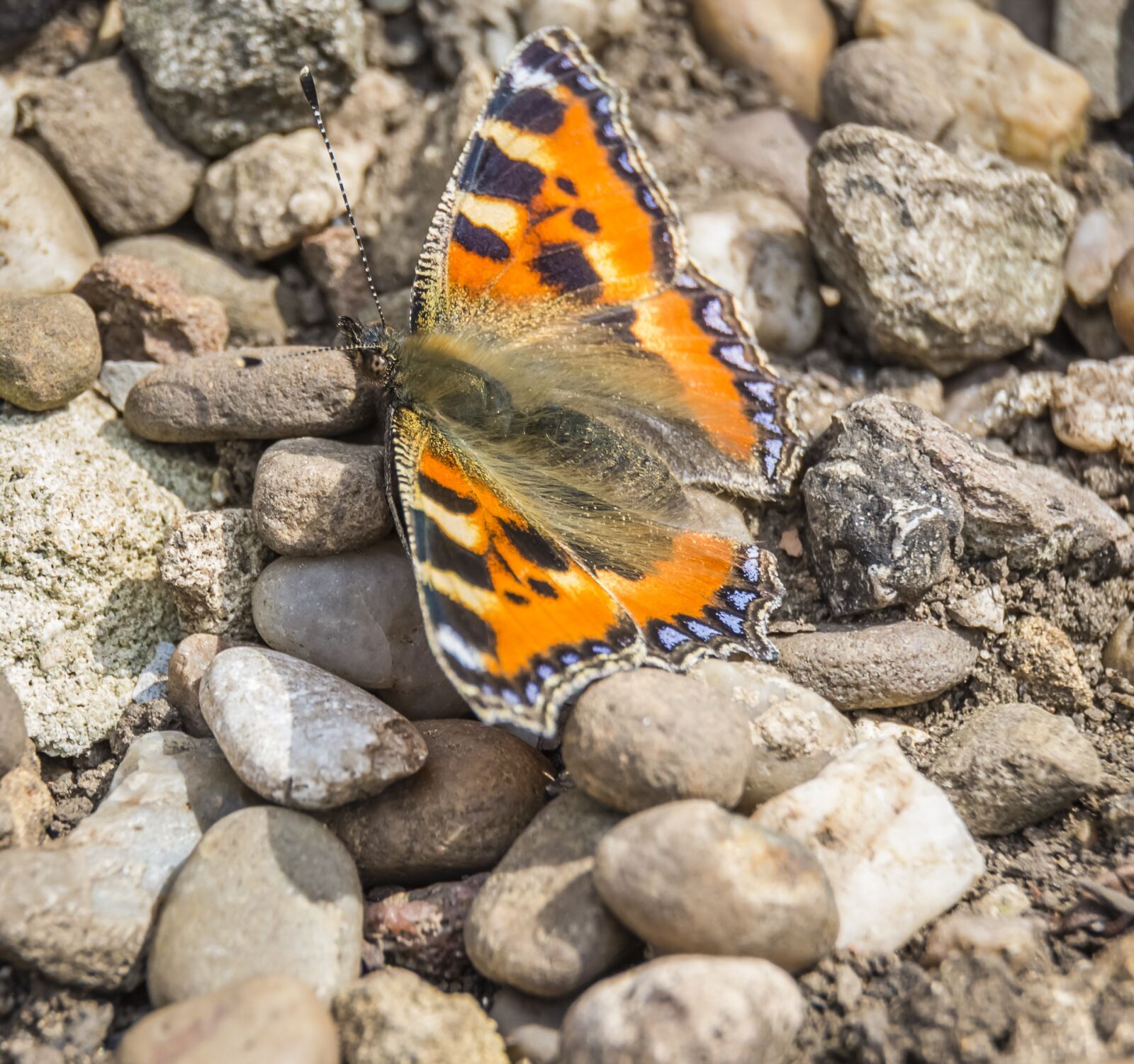 Nikon D7200 sample photo. Butterfly, lepidoptera, nature photography