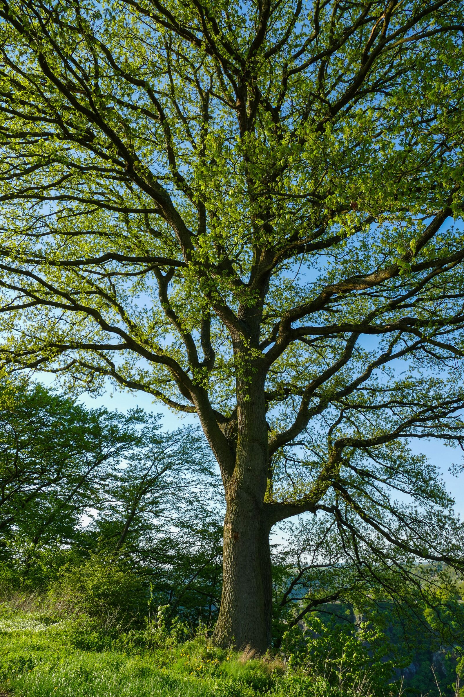 Panasonic Lumix DMC-FZ1000 sample photo. Spring tree, tender leaves photography