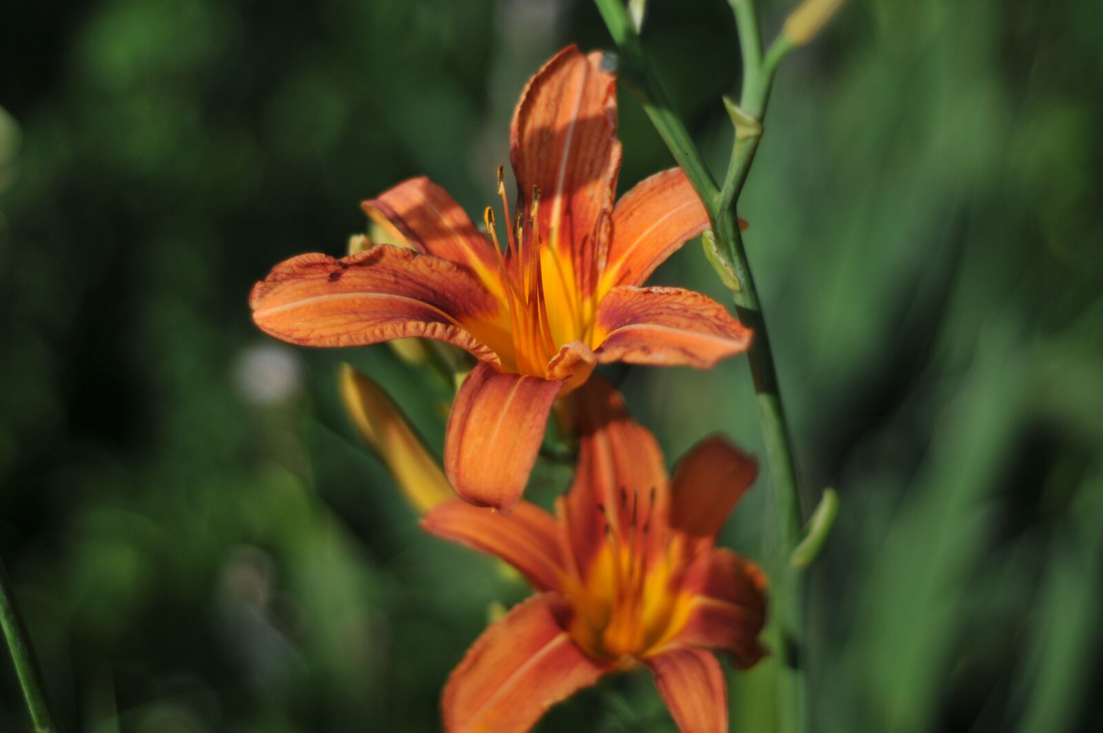 Nikon D300 sample photo. Lily, surprise, flower photography