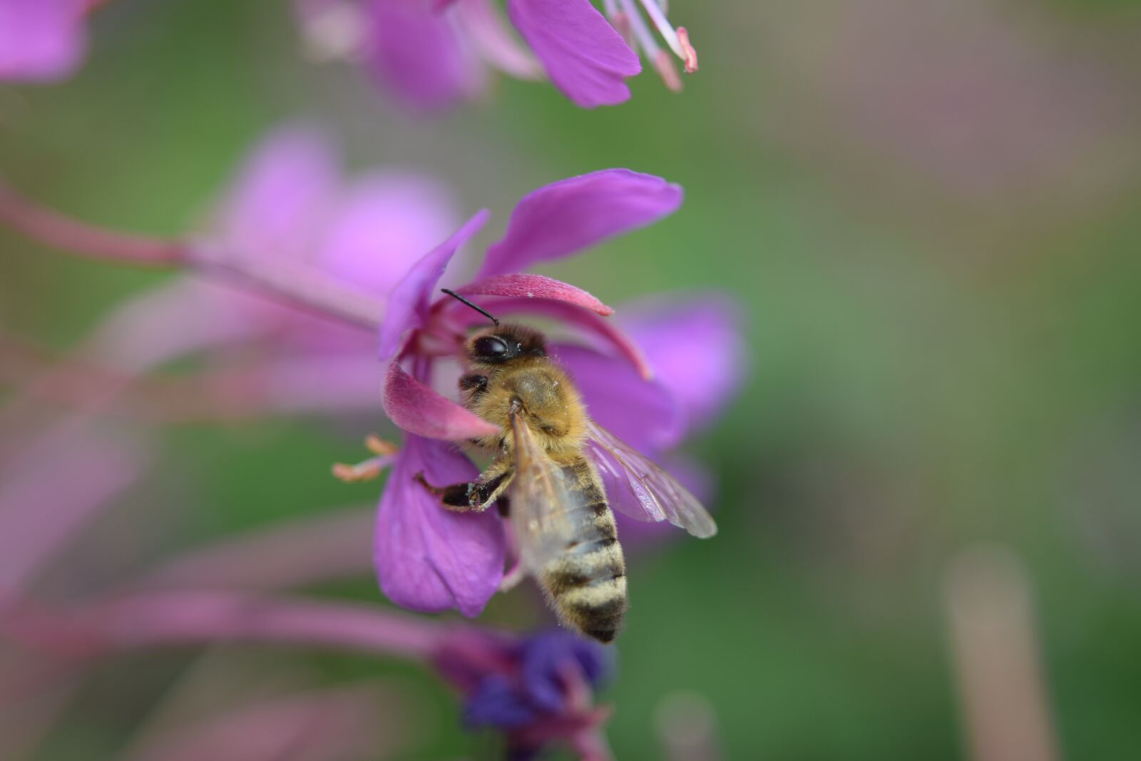 Nikon D5300 sample photo. Bee, flower, close up photography