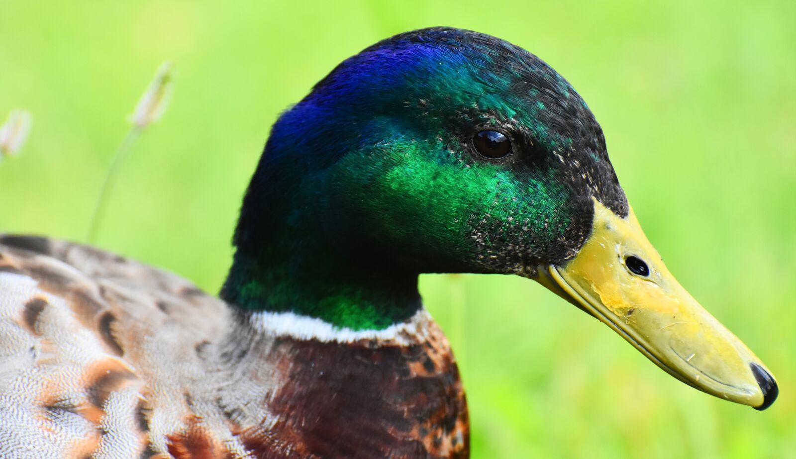 Nikon D7200 sample photo. Mallard, drake, water bird photography