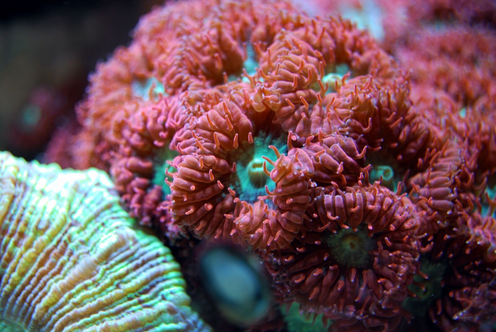 Nikon D40X sample photo. Coral, reef, sea photography