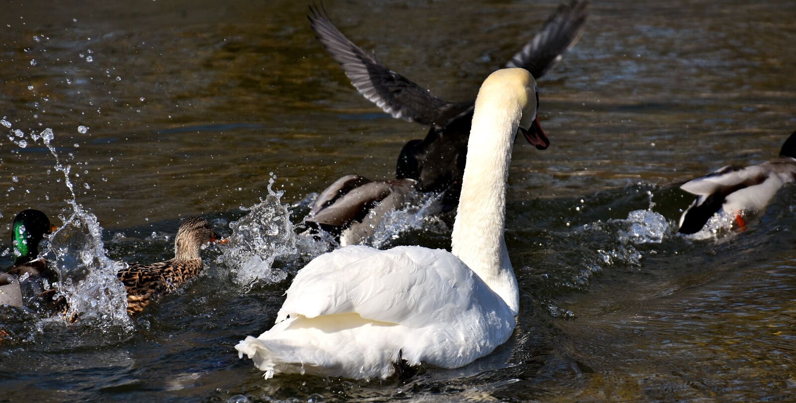 Nikon D7200 sample photo. Goose, flying, flight photography