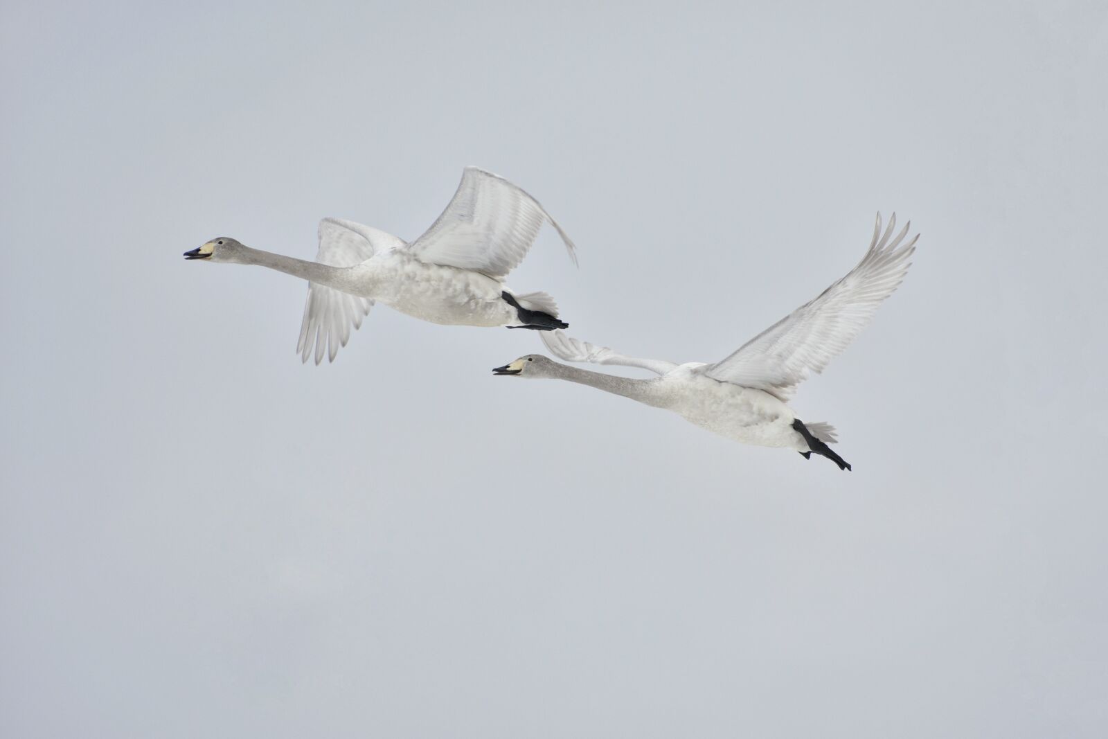 Nikon D7200 sample photo. Animal, sky, bird photography