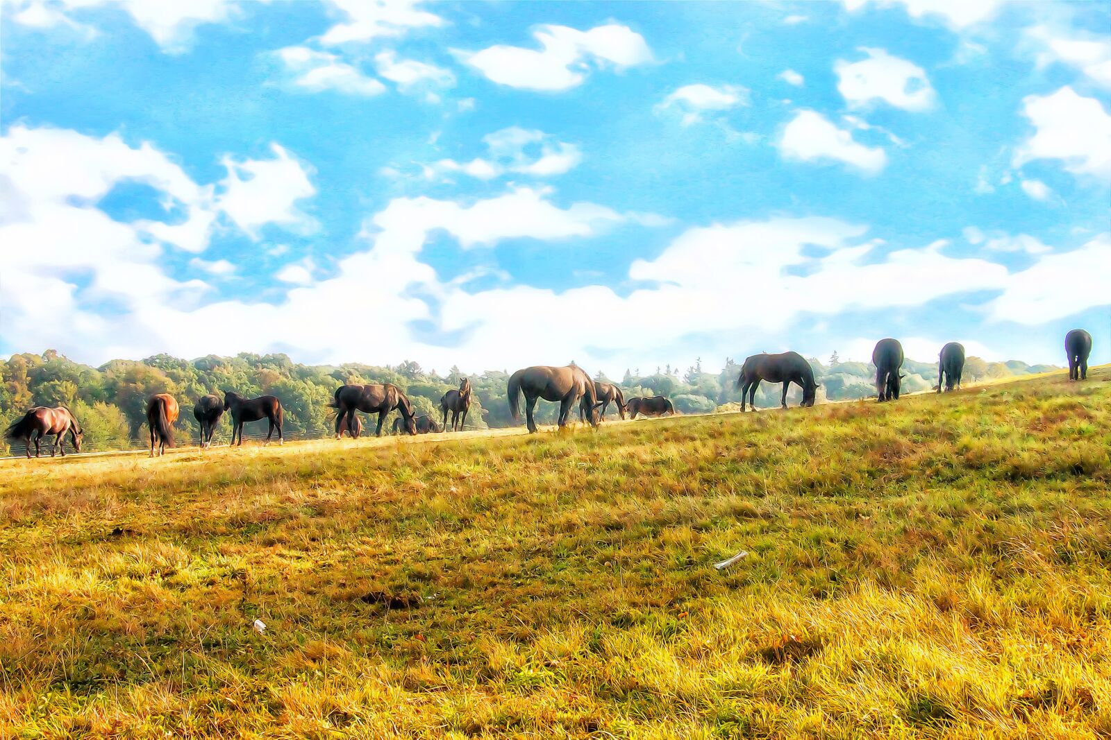 Canon EOS 70D sample photo. Horse, herd, animal photography
