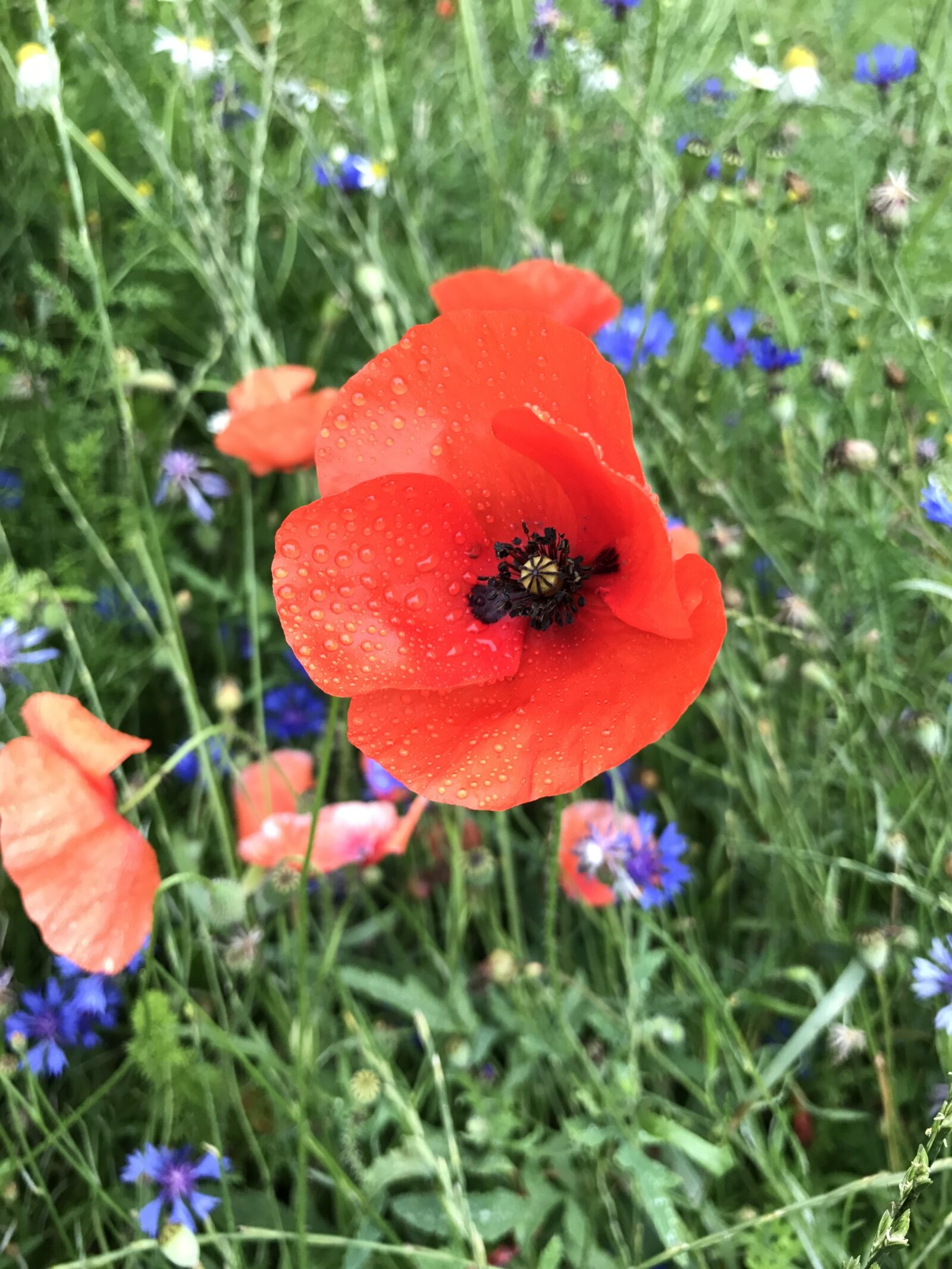 Apple iPhone 7 sample photo. Nature, of course, plant photography