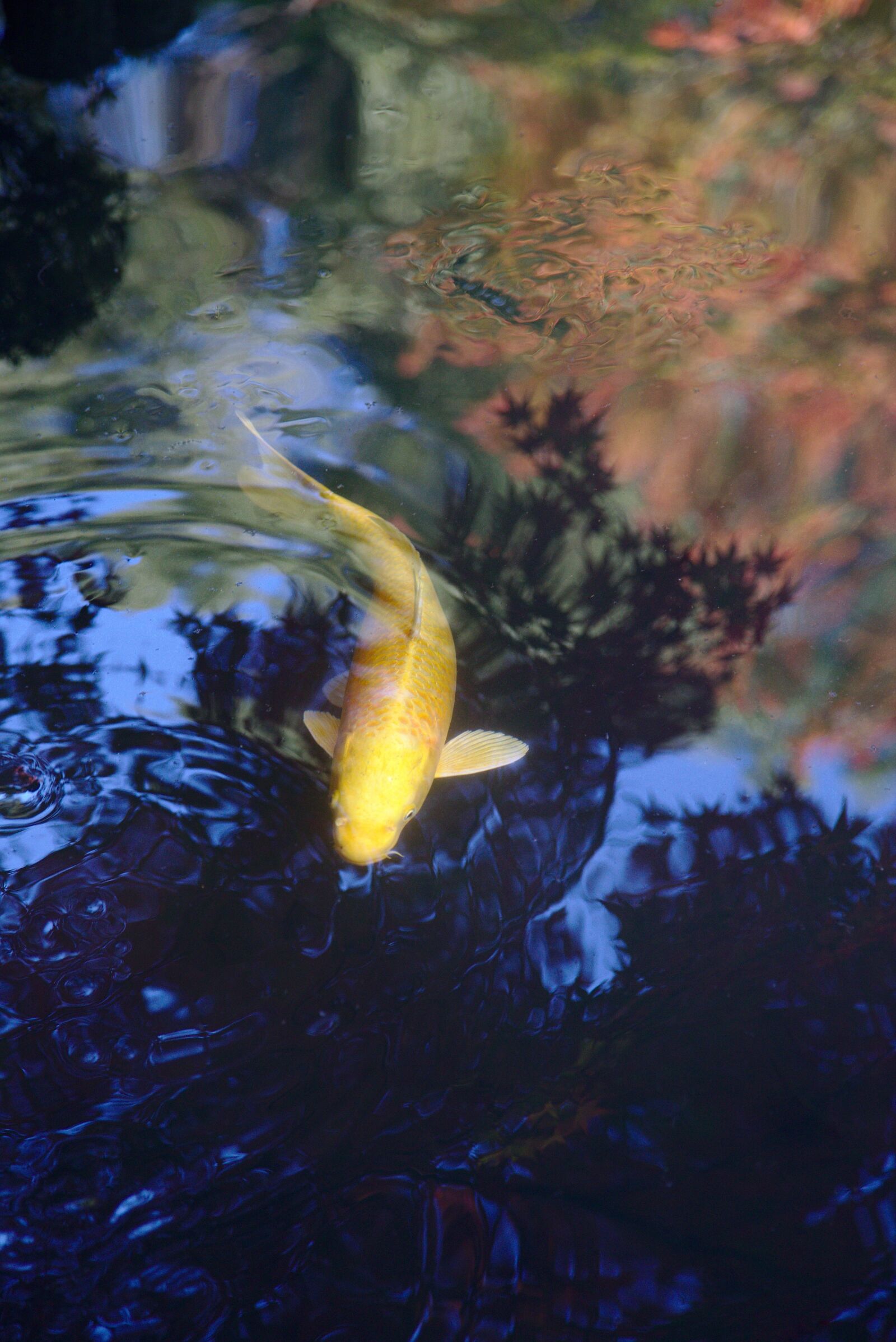 Canon EOS 6D + Canon EF 24-105mm F4L IS USM sample photo. Japan, nanzen-ji, koi photography