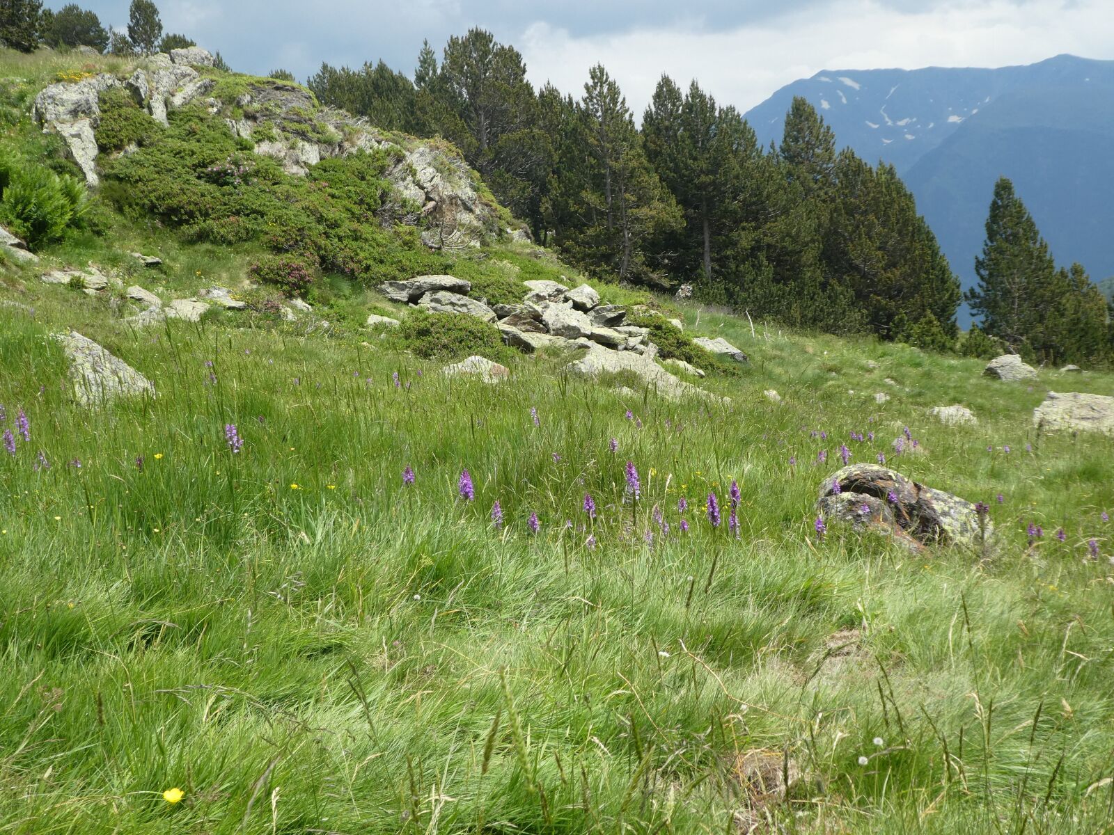 Panasonic DMC-TZ82 sample photo. Mountain, flowers, andorra photography