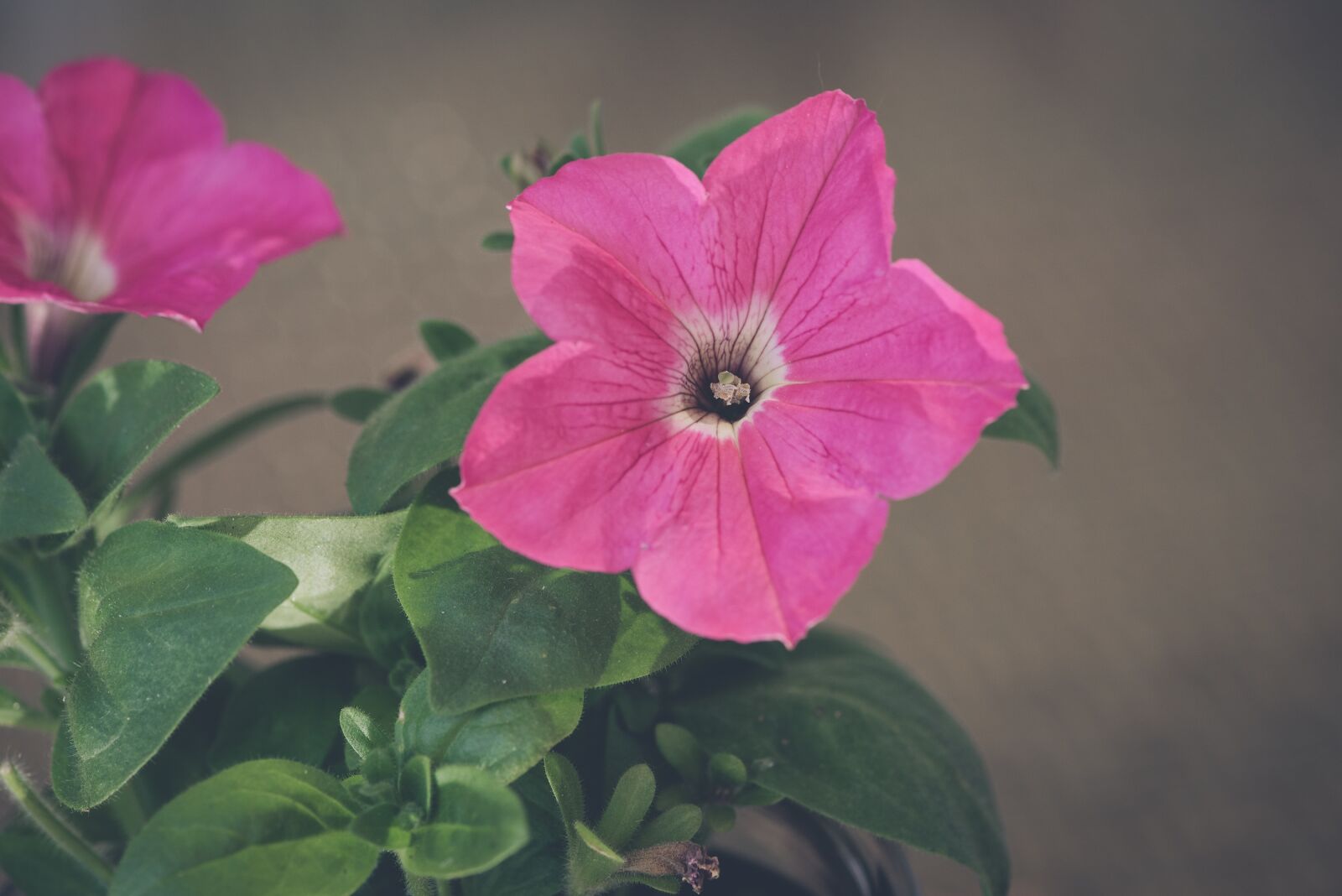 Nikon D750 sample photo. Flower, blossom, bloom photography
