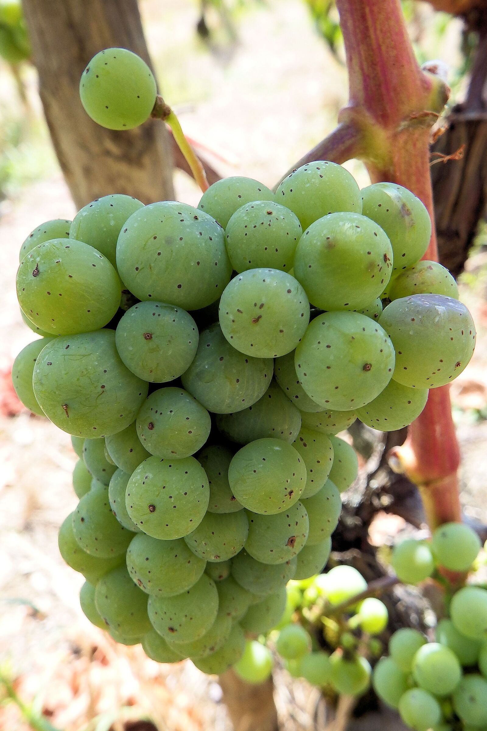 Fujifilm FinePix SL1000 sample photo. Grapes, grapevine, rebstock photography