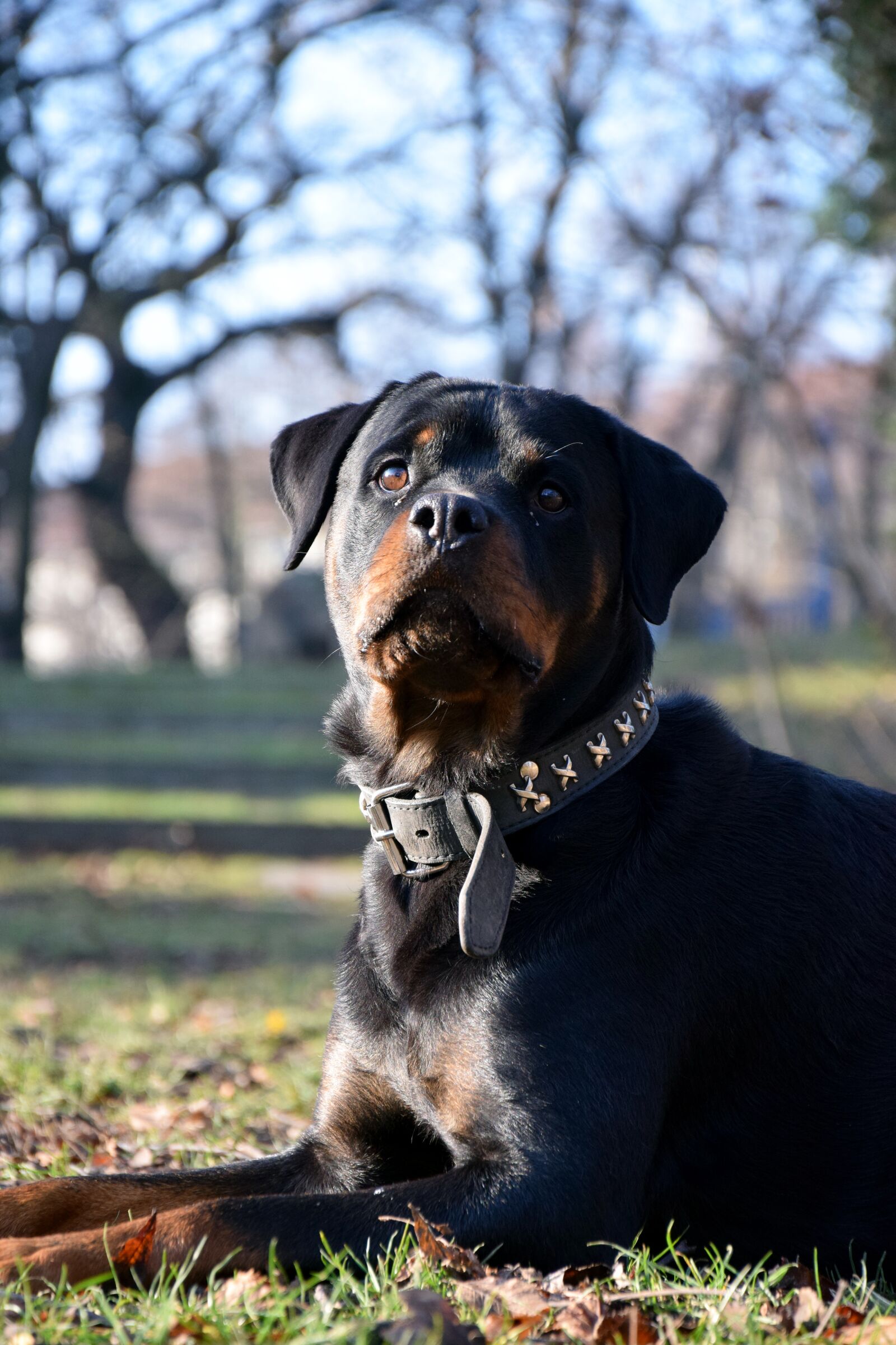 Nikon D3300 sample photo. Rotweiler, dog meadow, sun photography