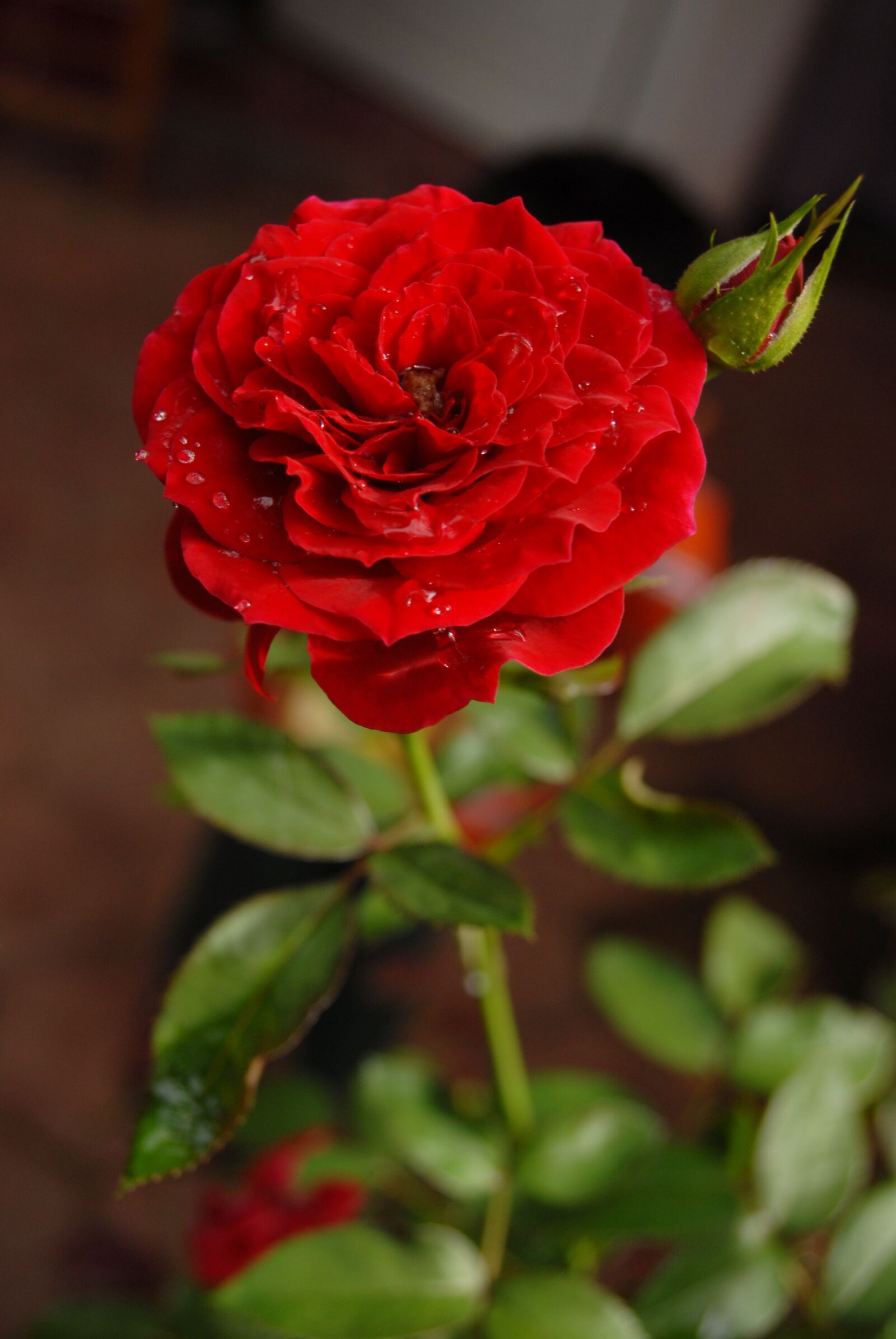 Nikon D200 sample photo. Red rose, petal, flowers photography