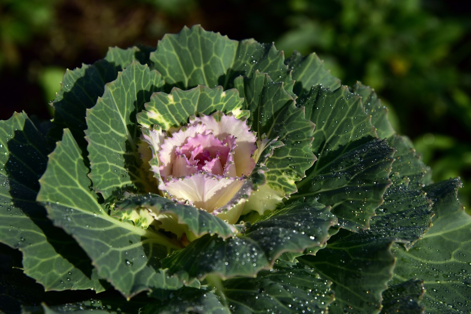 Nikon D750 sample photo. Ornamental cabbage, kohl, ornamental photography
