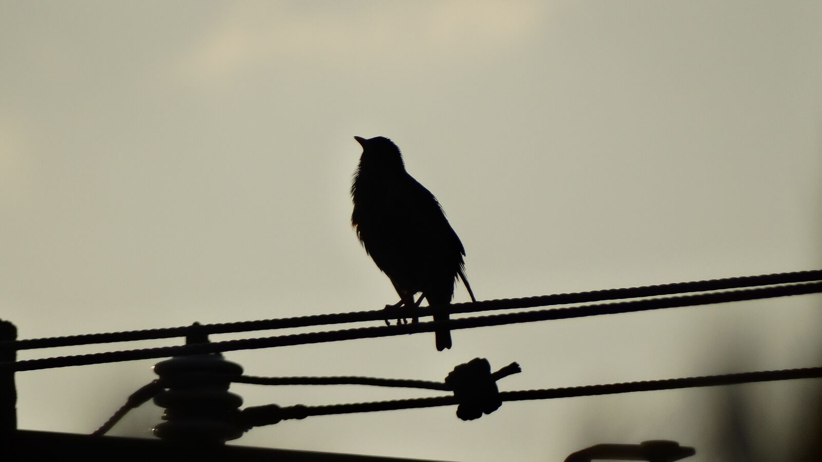 Sony Cyber-shot DSC-HX300 sample photo. Birds, fly, beak photography
