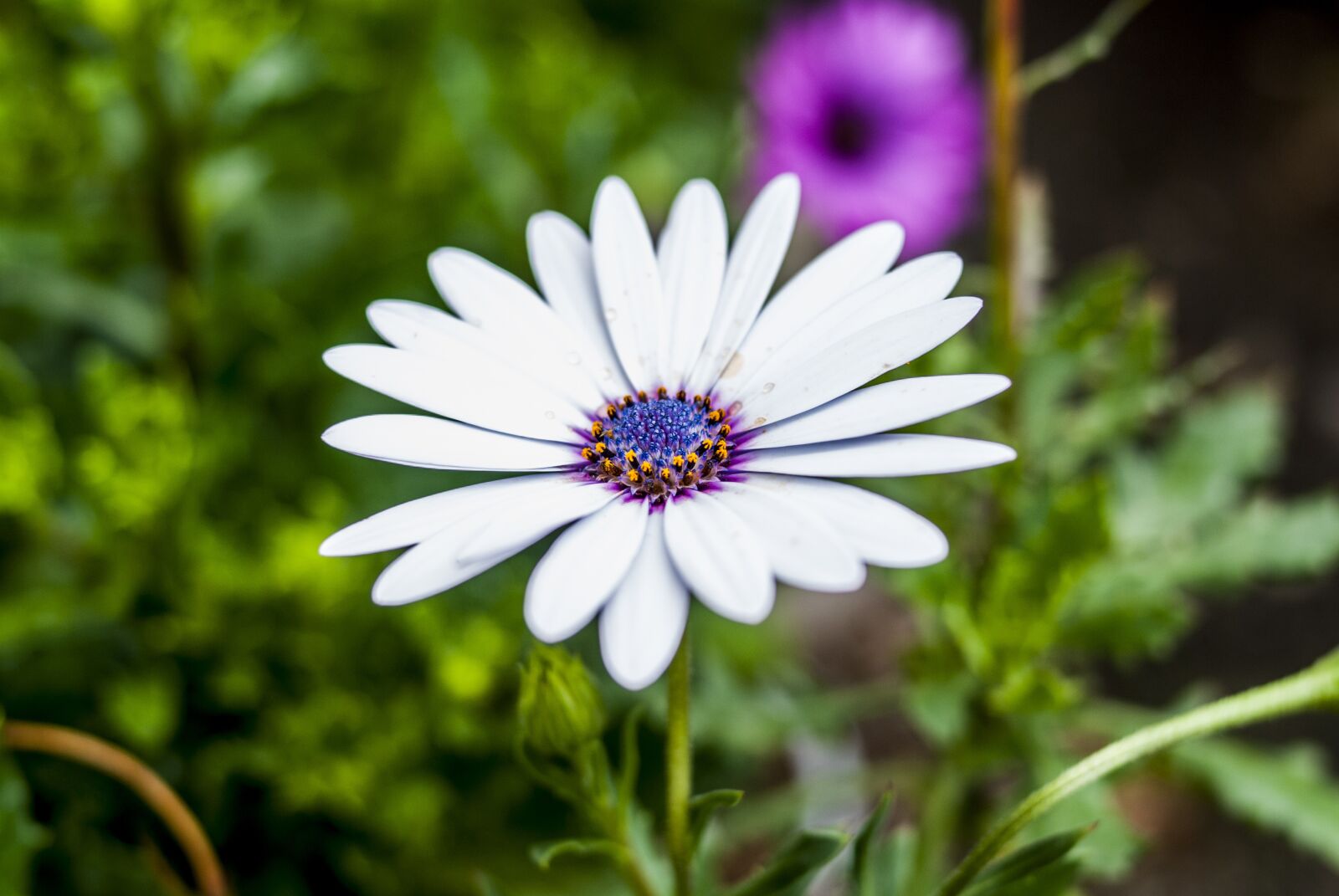 Nikon D60 sample photo. Flower, nature, plant photography