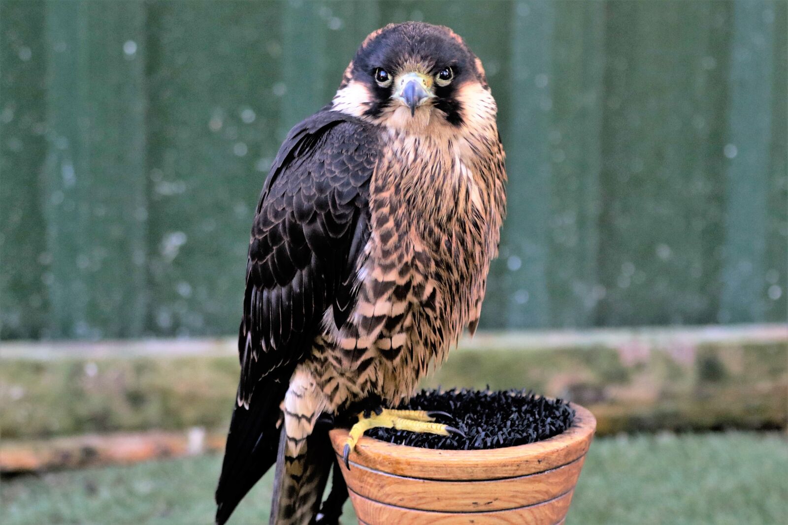 Canon EF 70-300mm F4-5.6L IS USM sample photo. Peregrine, falcon, fast photography