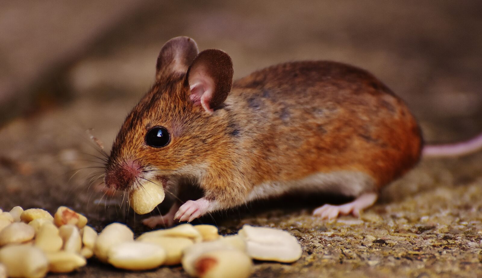 Nikon D7200 sample photo. Mouse, rodent, cute photography