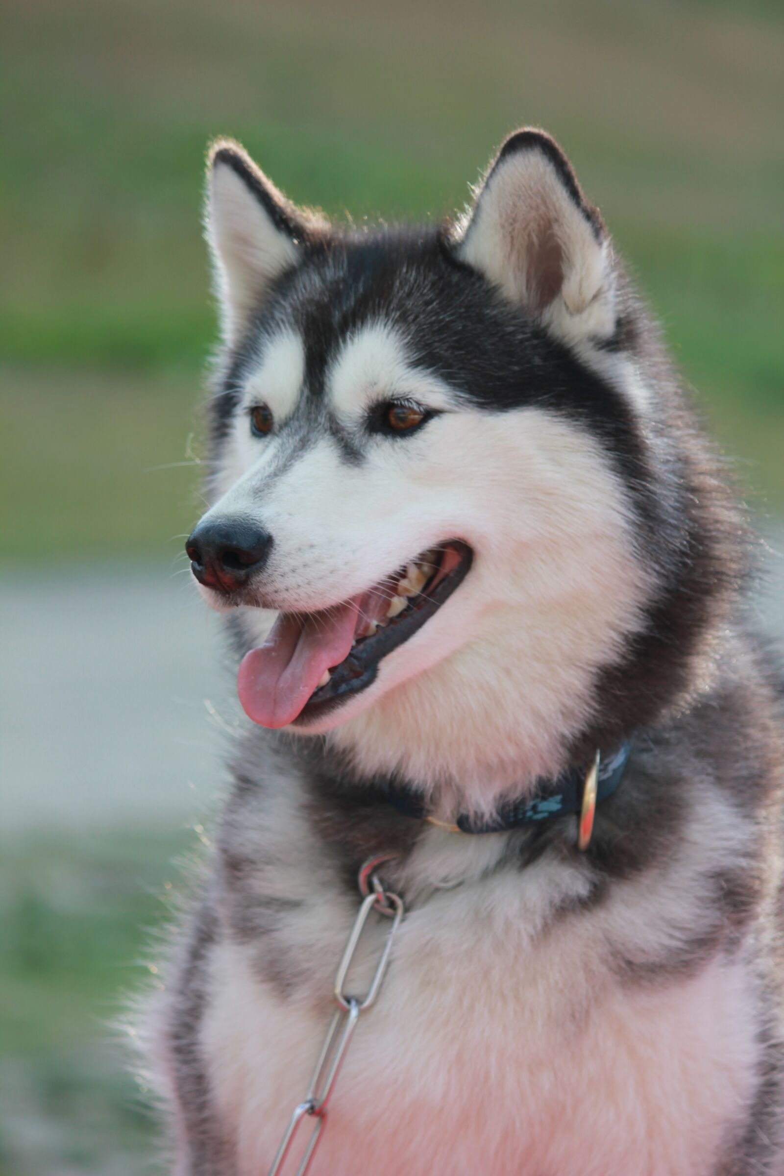 Canon EOS 550D (EOS Rebel T2i / EOS Kiss X4) sample photo. Siberian, husky, nature photography