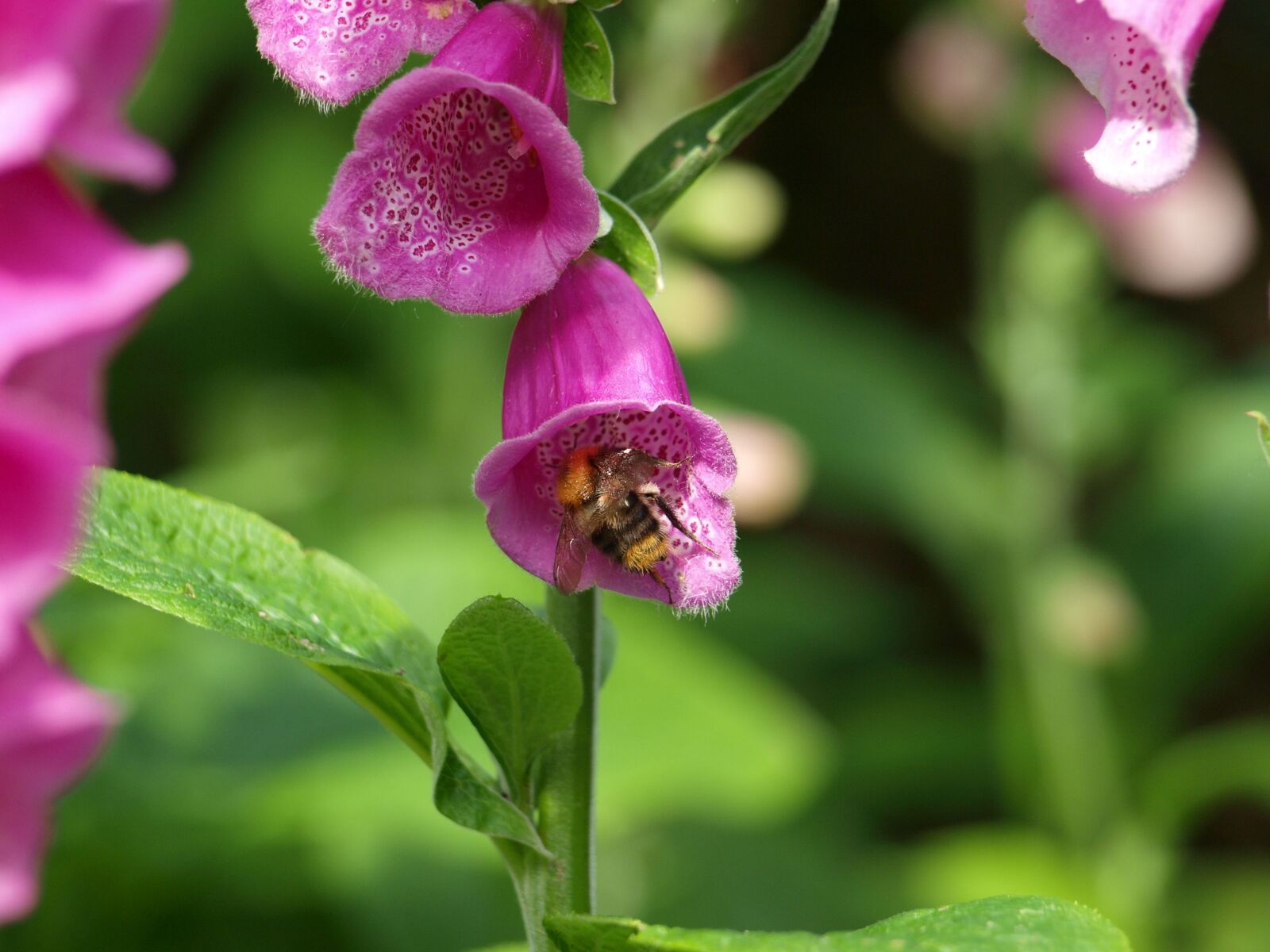 Olympus E-420 (EVOLT E-420) sample photo. Thimble, garden, flower photography