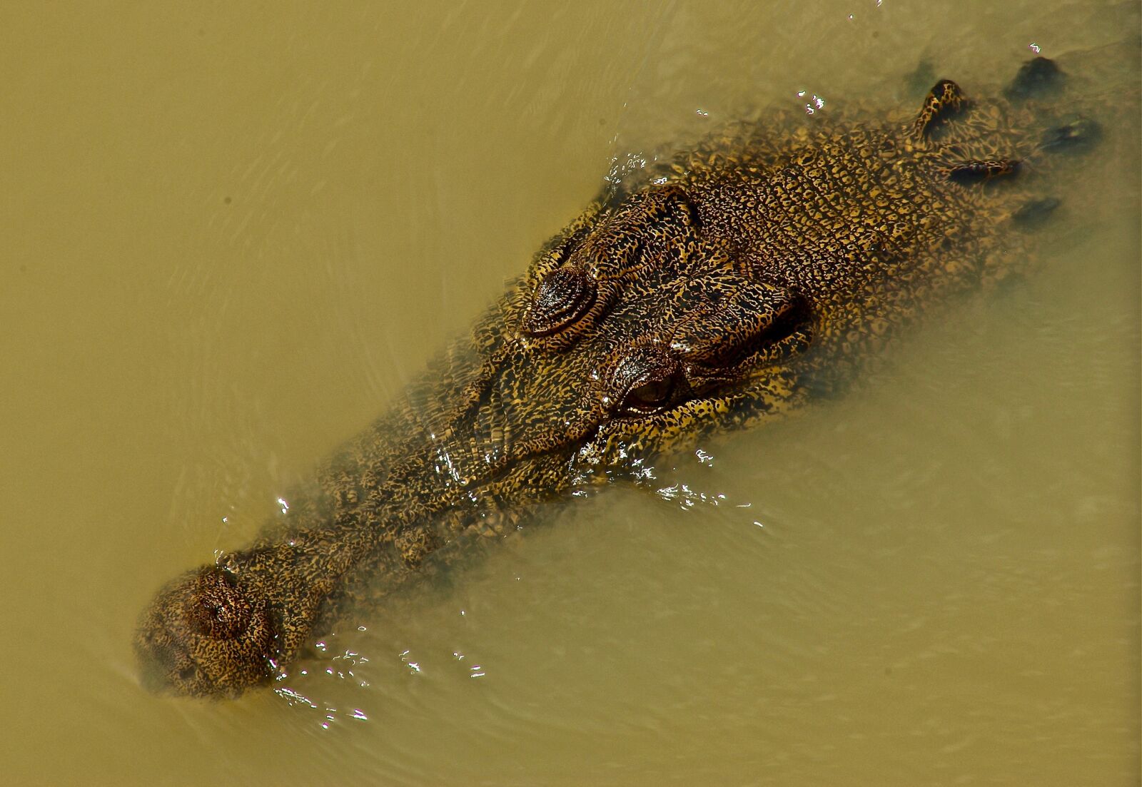 Pentax K10D sample photo. Crocodile, freshwater, reptile photography