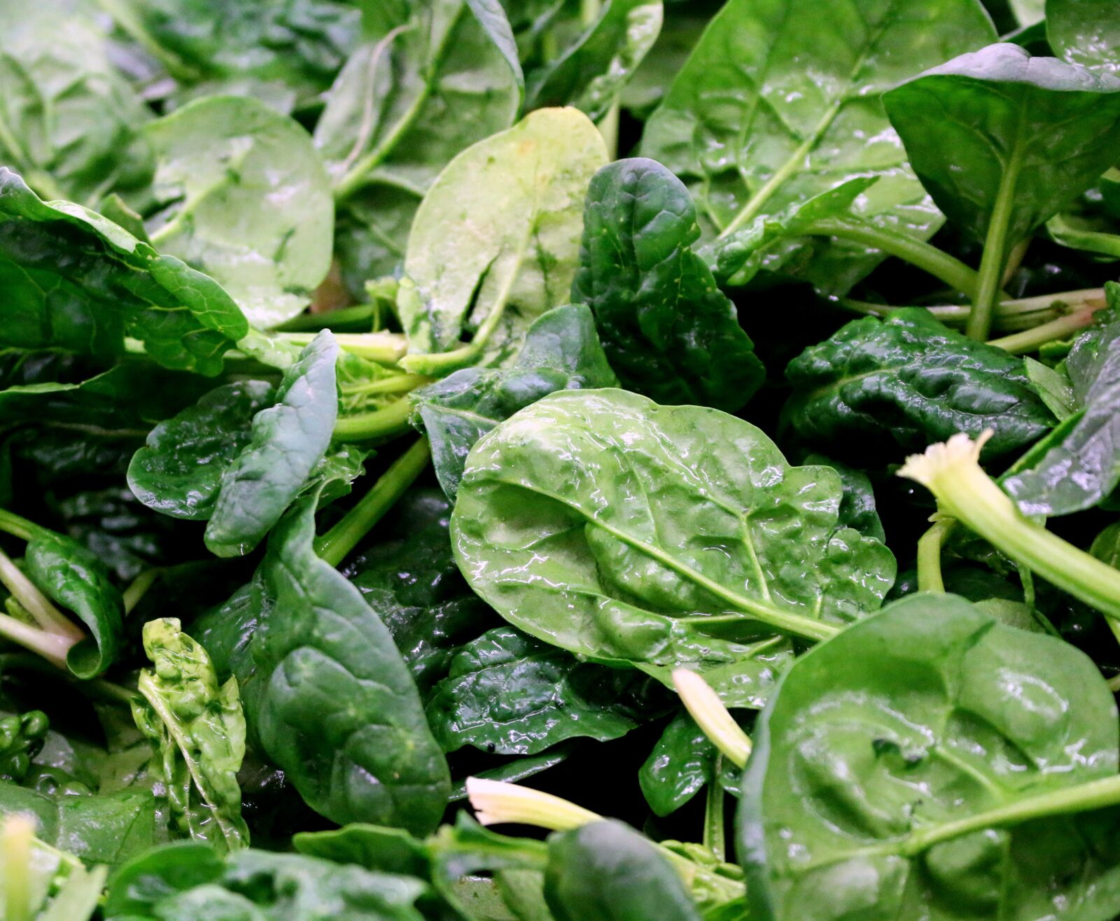 Canon EOS 70D sample photo. Vegetable, spinach, organic photography