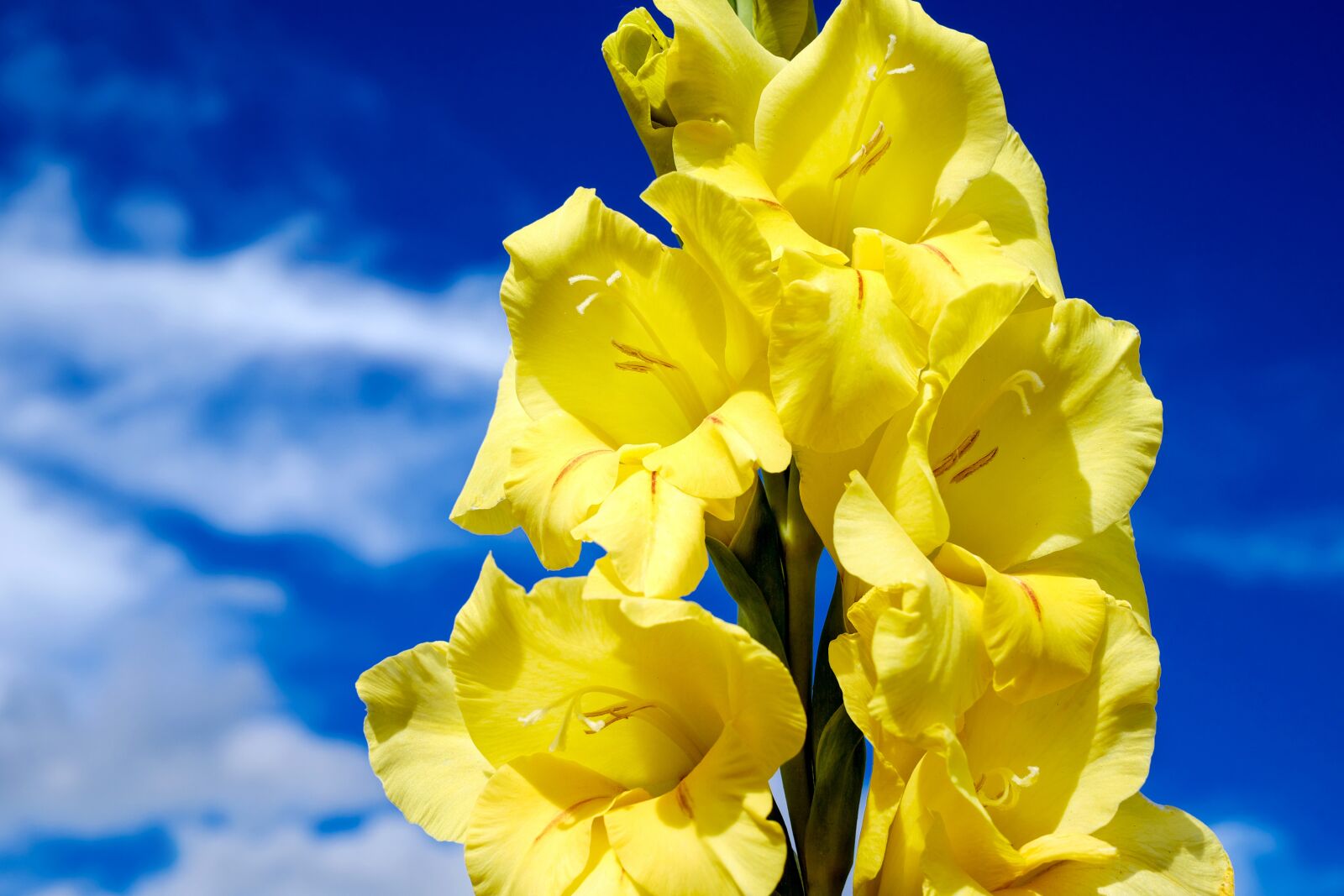 Fujifilm X-T10 + Fujifilm XF 35mm F1.4 R sample photo. Gladiolus, flower, blossom photography
