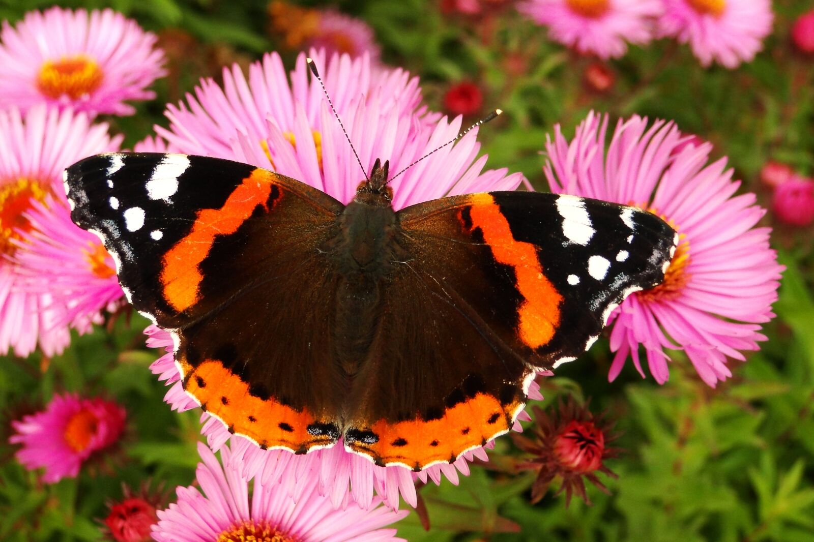 Sony Cyber-shot DSC-HX1 sample photo. Nature, butterfly day, flower photography