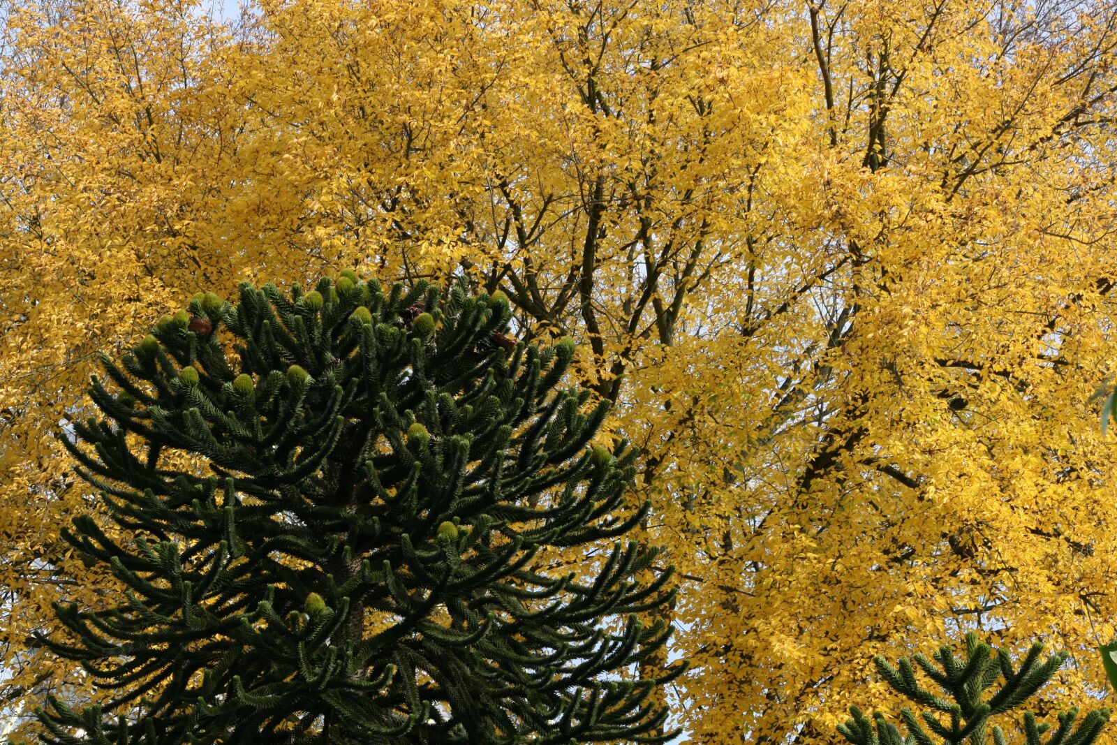 Canon EOS 400D (EOS Digital Rebel XTi / EOS Kiss Digital X) sample photo. Autumn, yellow, leaves photography