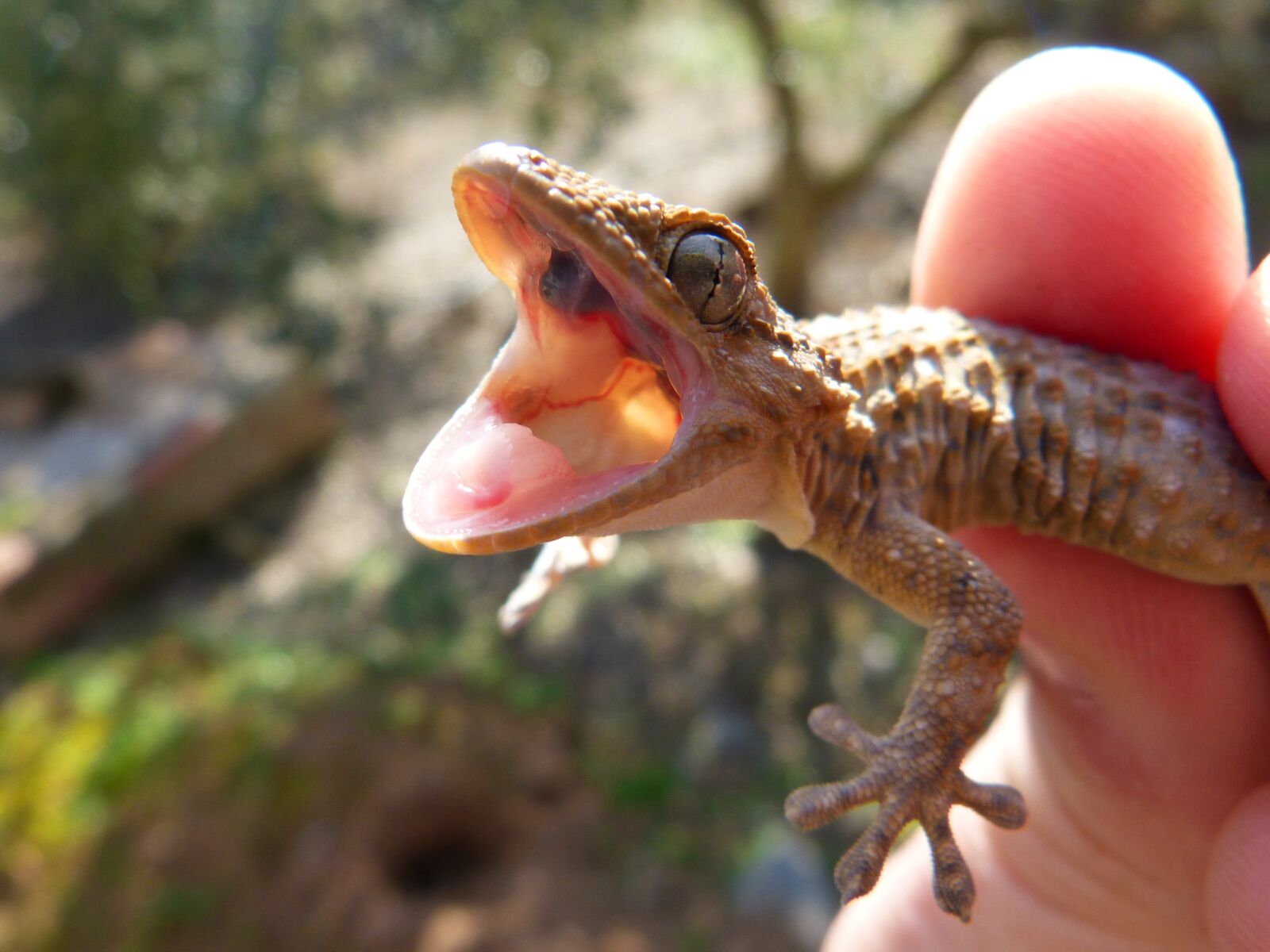 Panasonic DMC-FZ62 sample photo. Cry, open mouth gecko photography