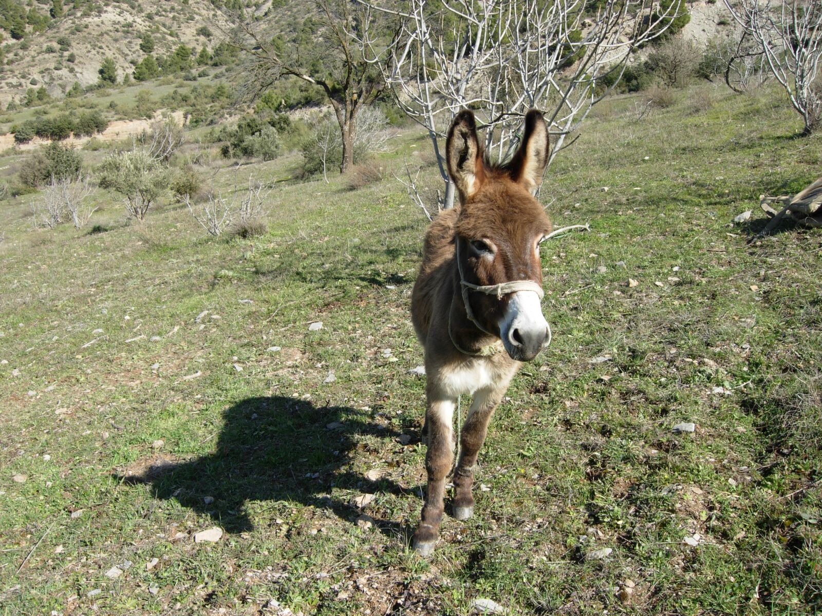 Nikon COOLPIX P3 sample photo. Animal, donkey, animals photography