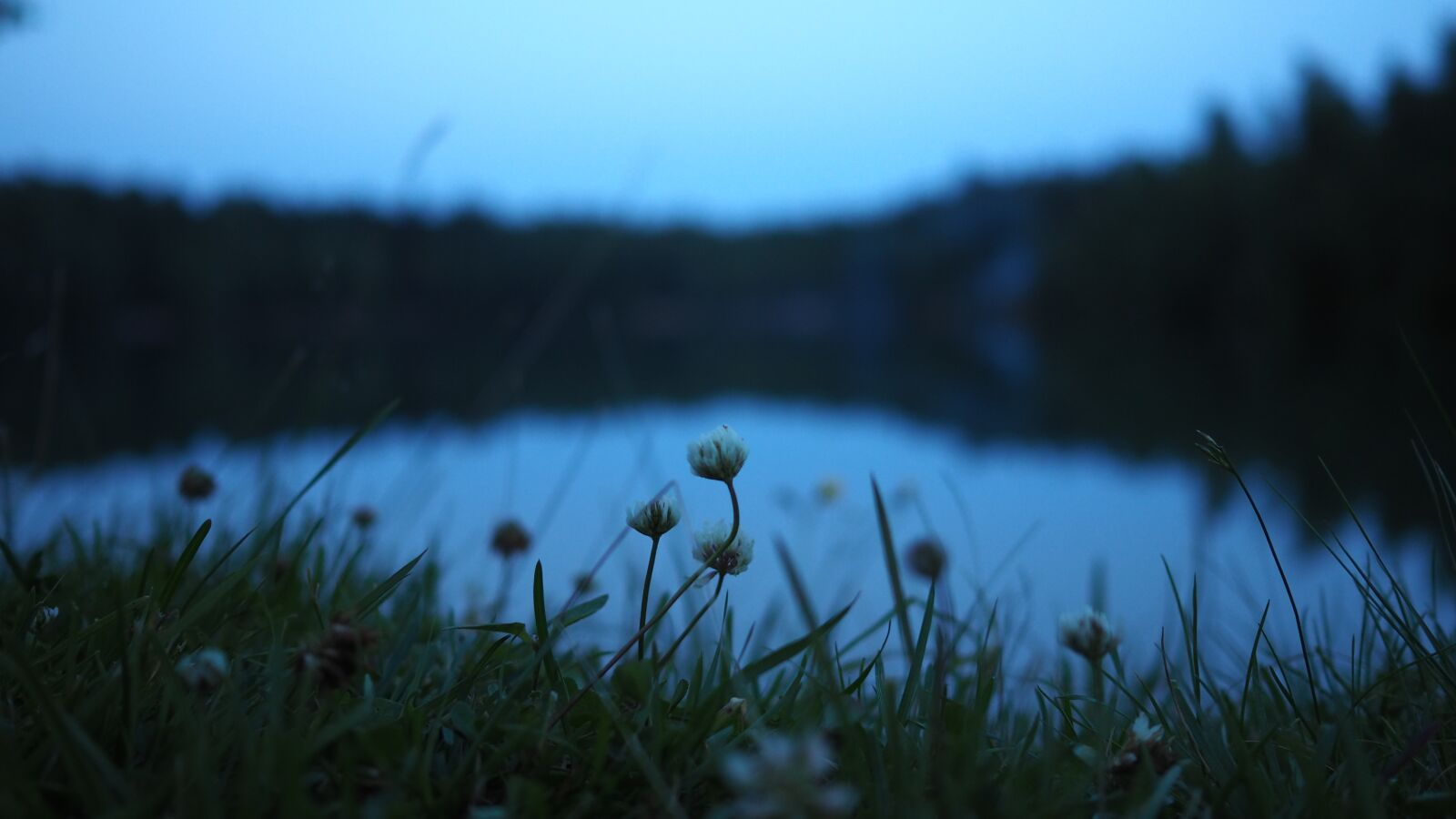Olympus M.Zuiko Digital 17mm F1.8 sample photo. Twilight, lake, flowers photography