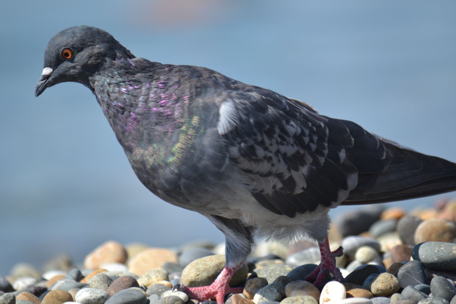 Nikon D3100 sample photo. Pigeon, dove, bird photography