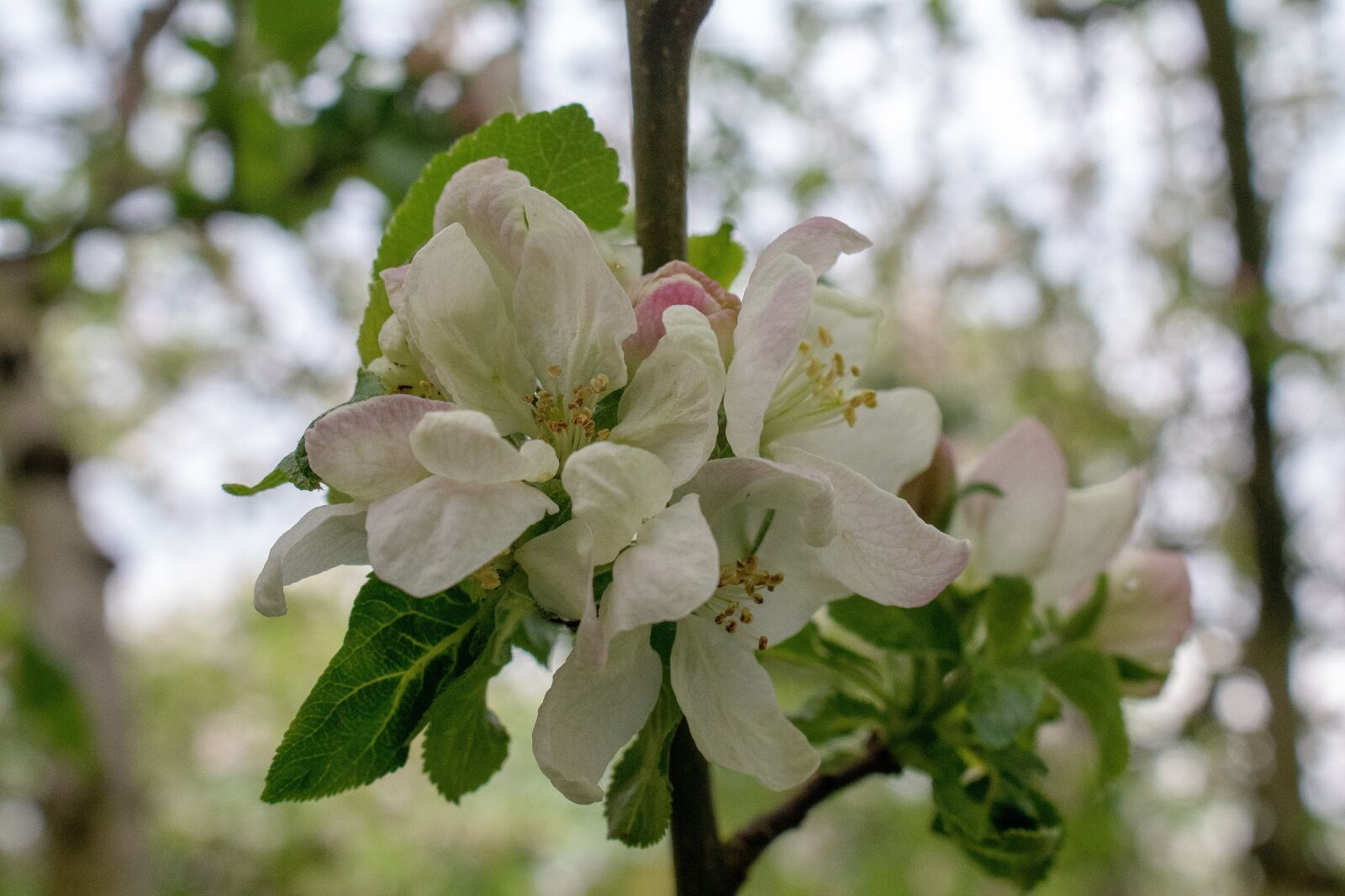 Canon EOS 750D (EOS Rebel T6i / EOS Kiss X8i) sample photo. Apple blossom, blossom, bloom photography