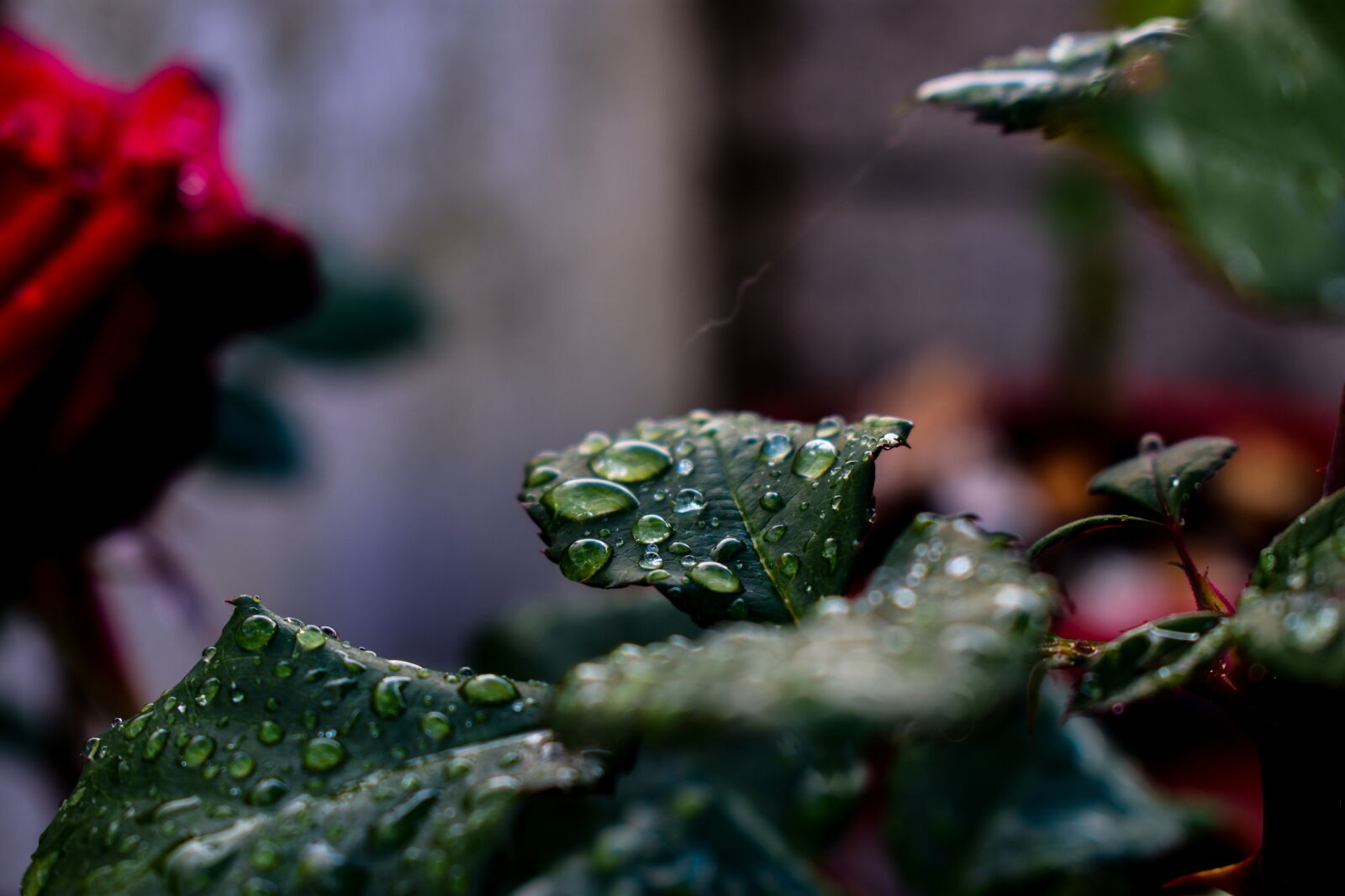 Nikon D3400 sample photo. Leaf, tree, nature photography