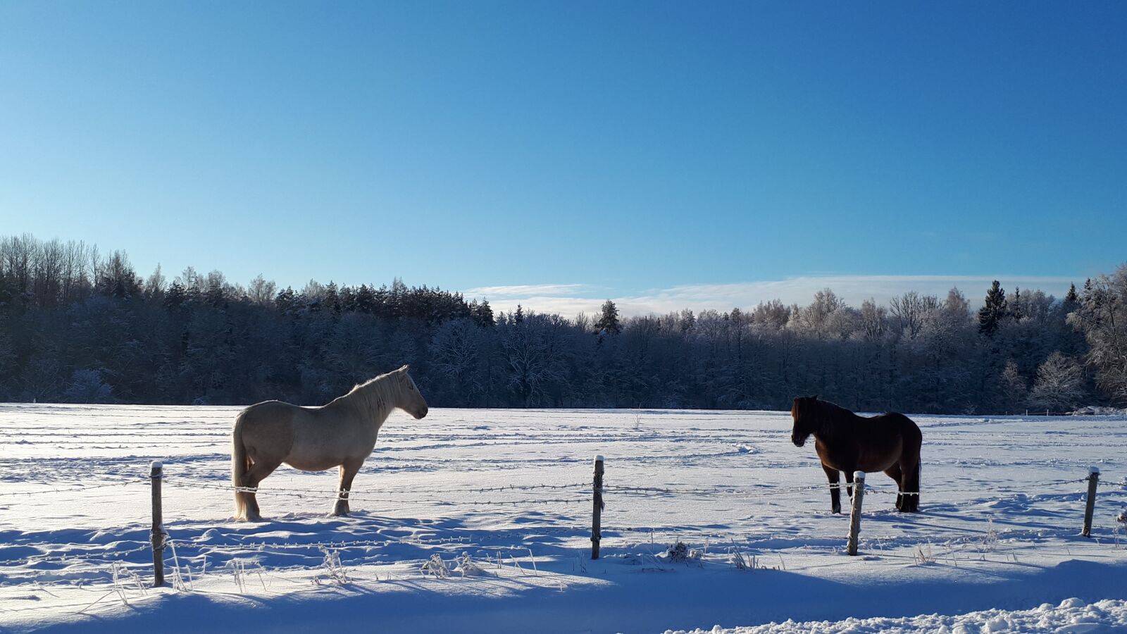 Samsung Galaxy A5(2017) sample photo. Horses, snow, horse photography