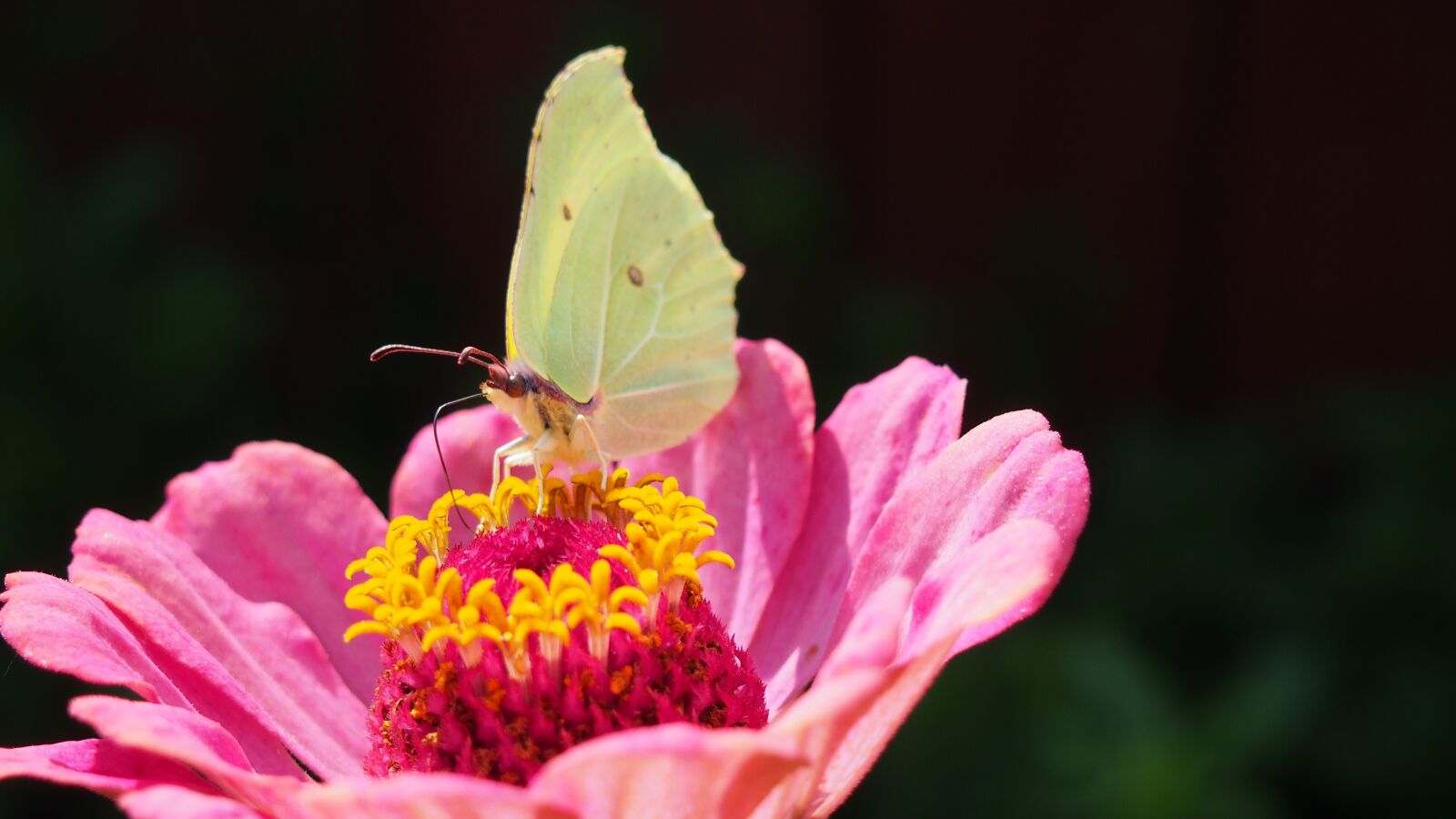 Olympus PEN E-PL6 sample photo. Butterfly, insect, zinnia photography