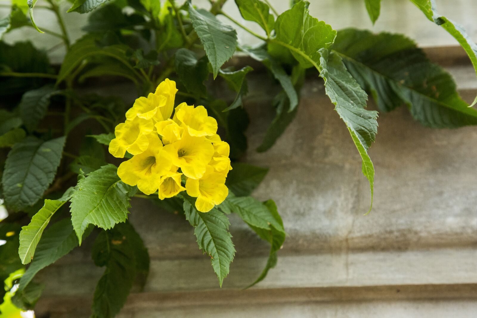 Canon EF 24-105mm F4L IS USM sample photo. Flower, yellow, nature photography