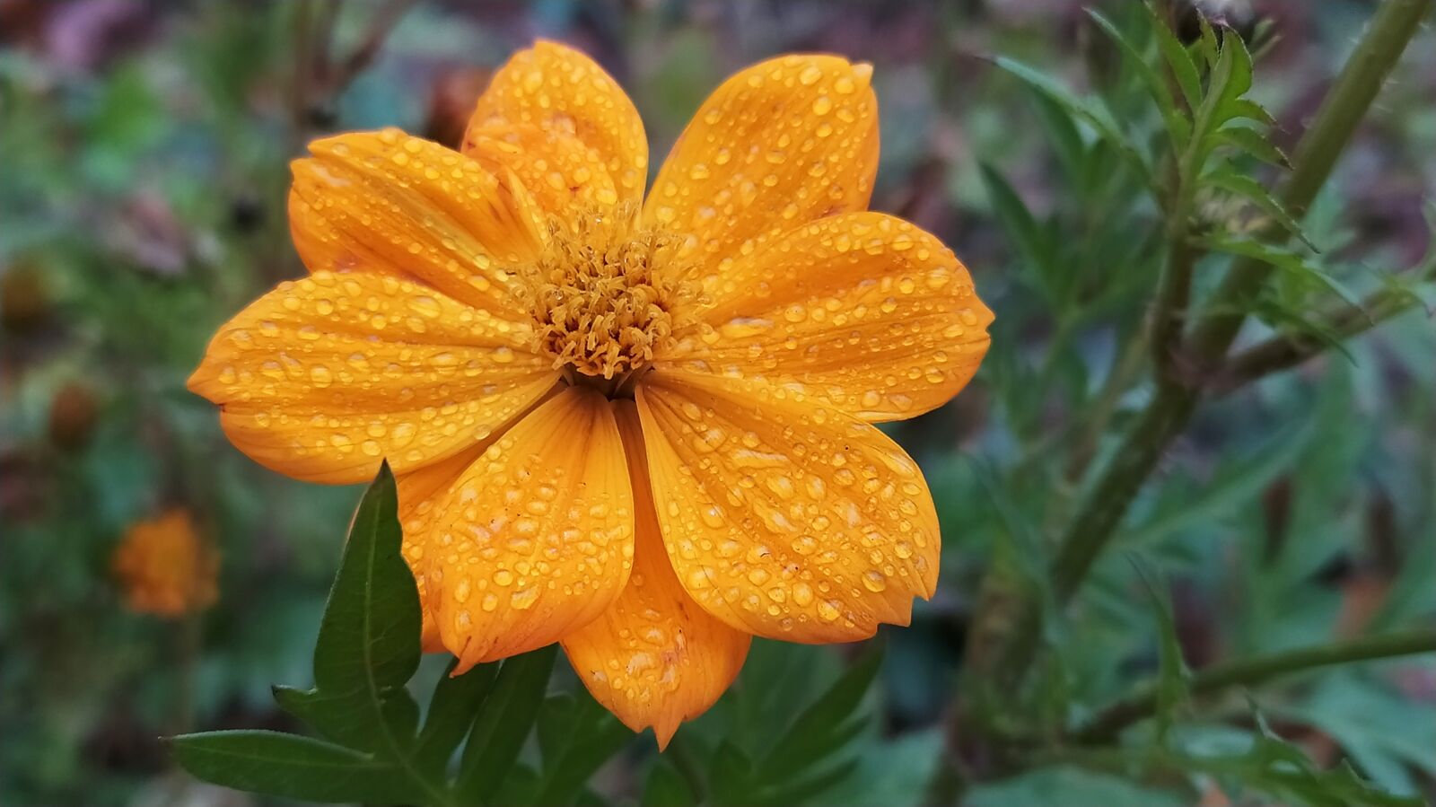 Xiaomi Redmi Note 8 sample photo. Flower, rose, beauty photography