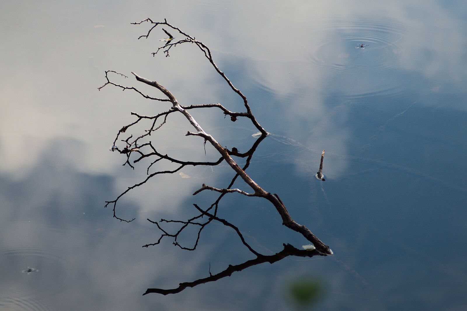 Pentax K-50 sample photo. Branch, water, lake photography