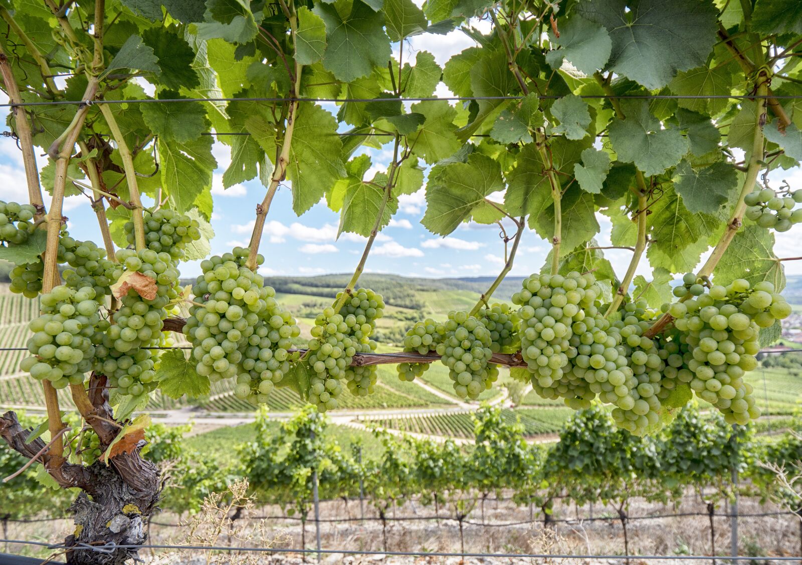 Panasonic Lumix DMC-GX8 + LEICA DG 8-18/F2.8-4.0 sample photo. Wine, grapes, vine photography