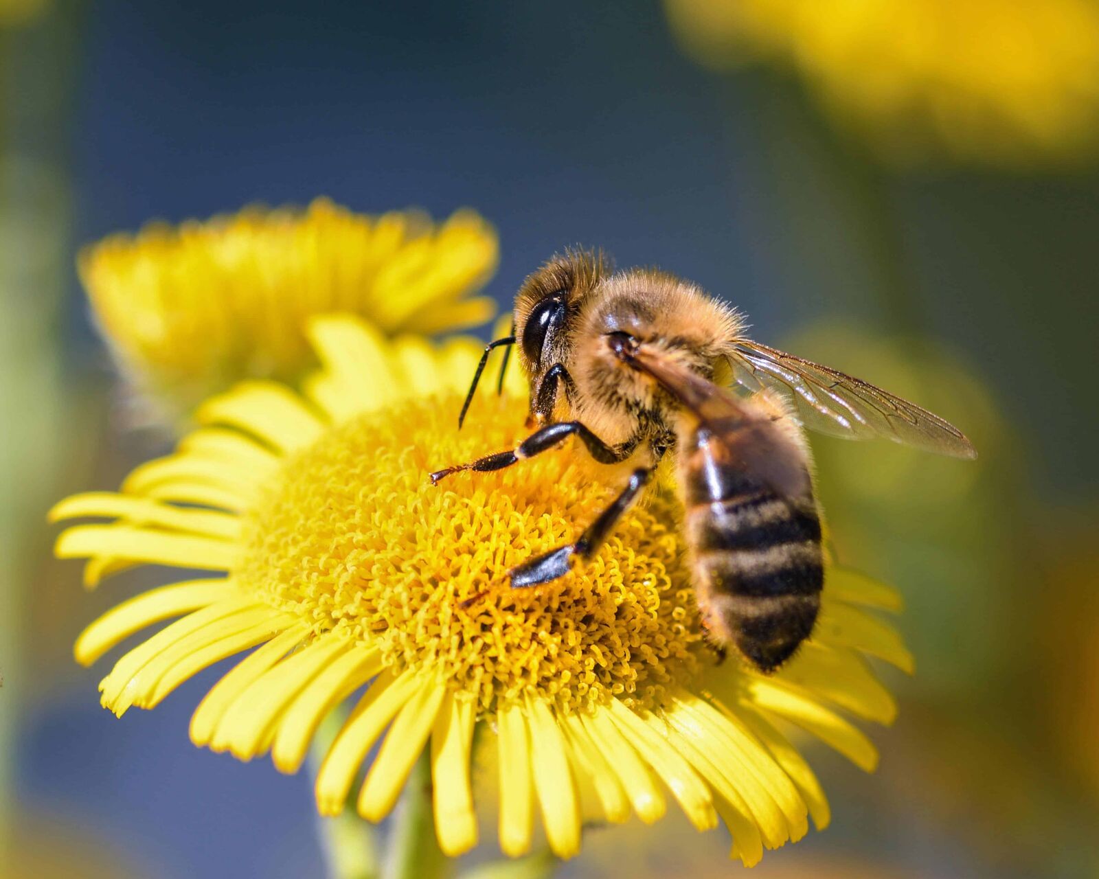 Nikon D500 sample photo. Bee, nature, flower, pollination photography