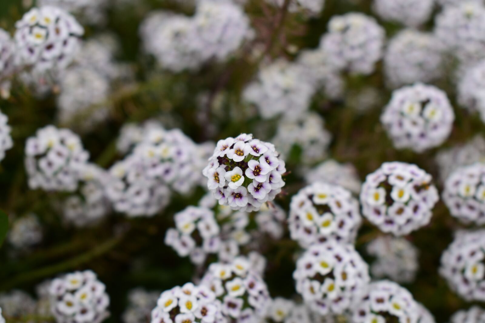 Nikon D3400 sample photo. Flower, nature, plant photography