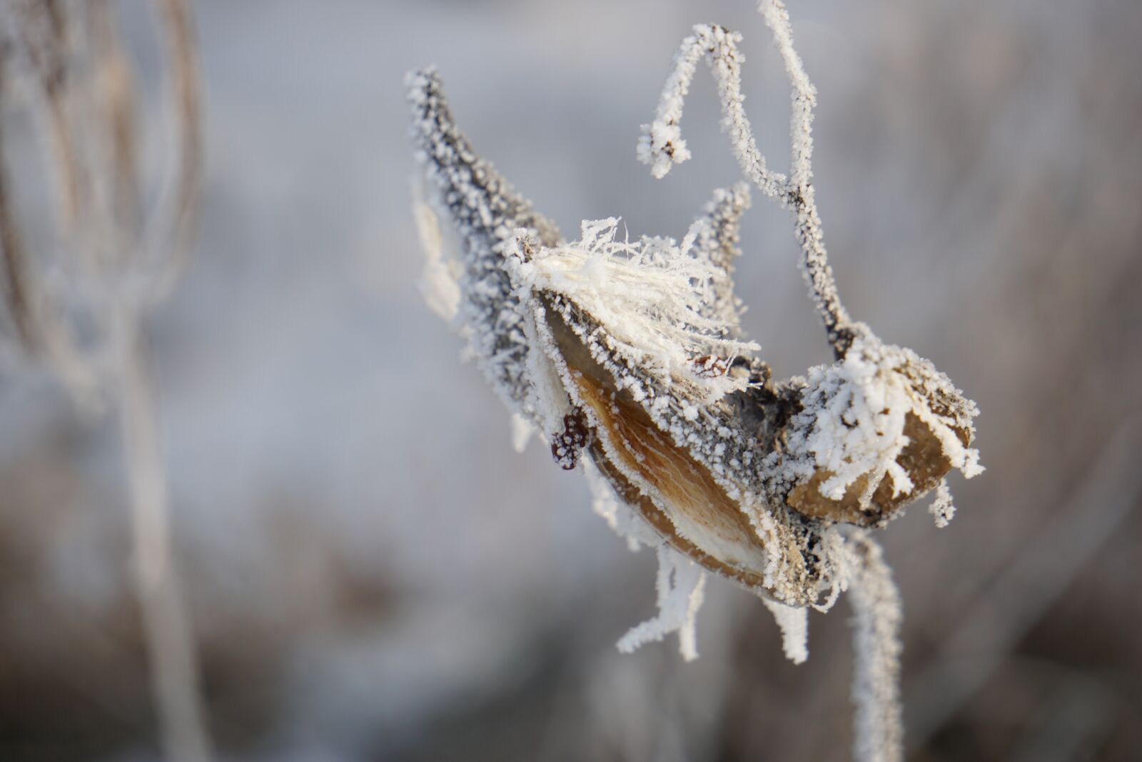 Sony E 55-210mm F4.5-6.3 OSS sample photo. Winter, frozen, plant photography
