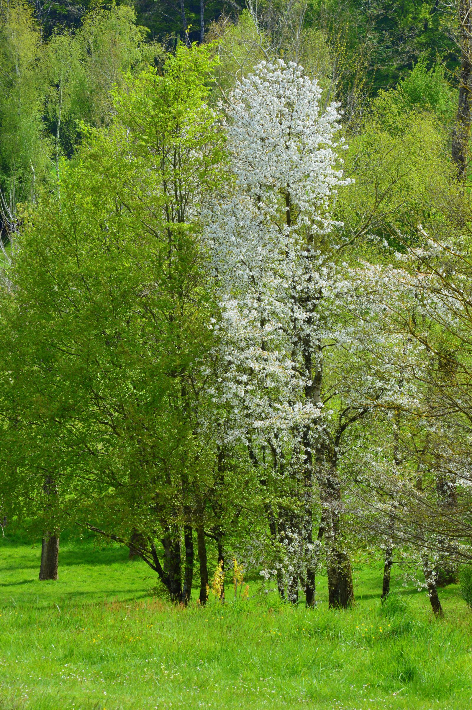 Nikon D3200 sample photo. Trees, spring, majestic tree photography