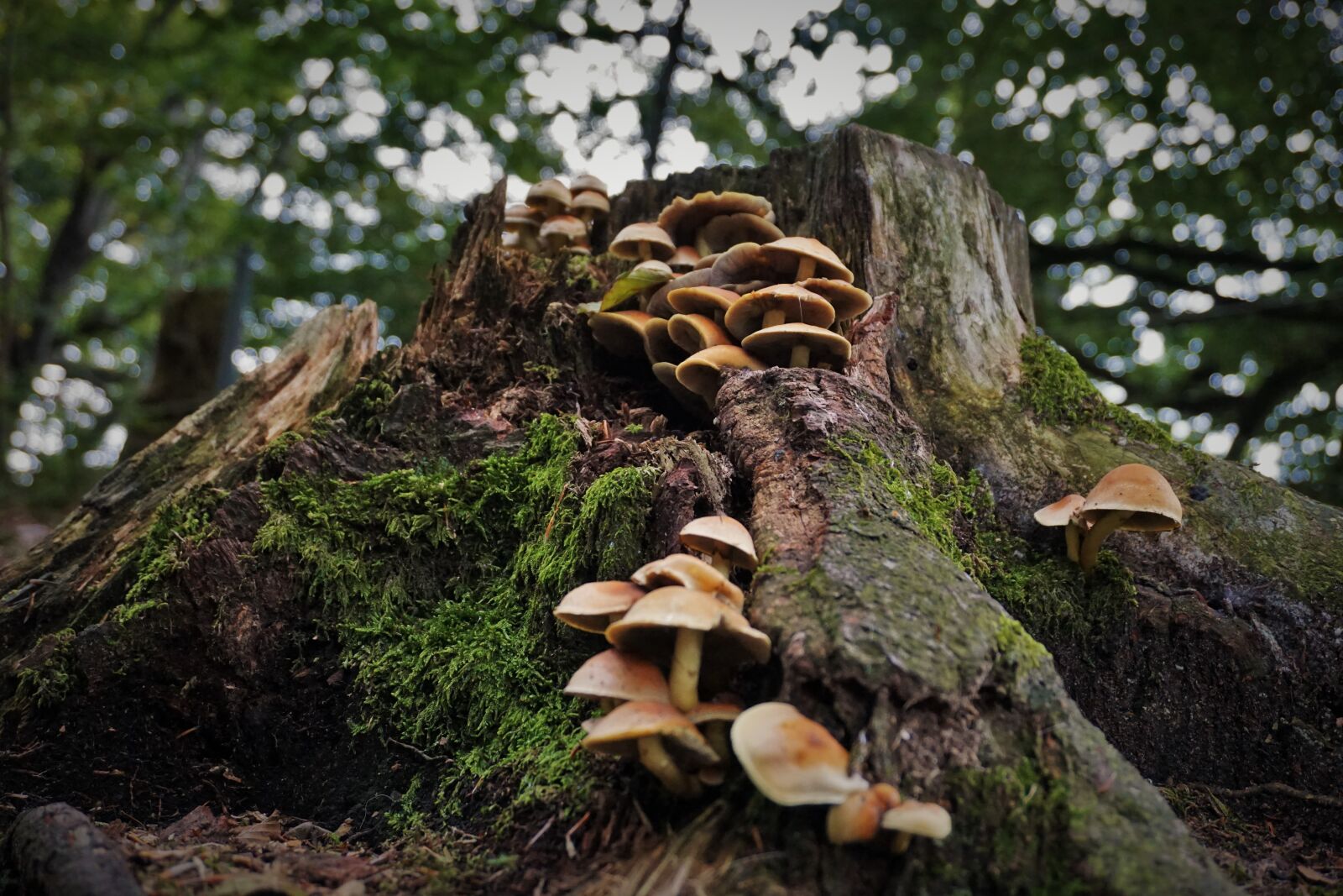 Sony a6000 sample photo. Mushrooms, forest, nature photography